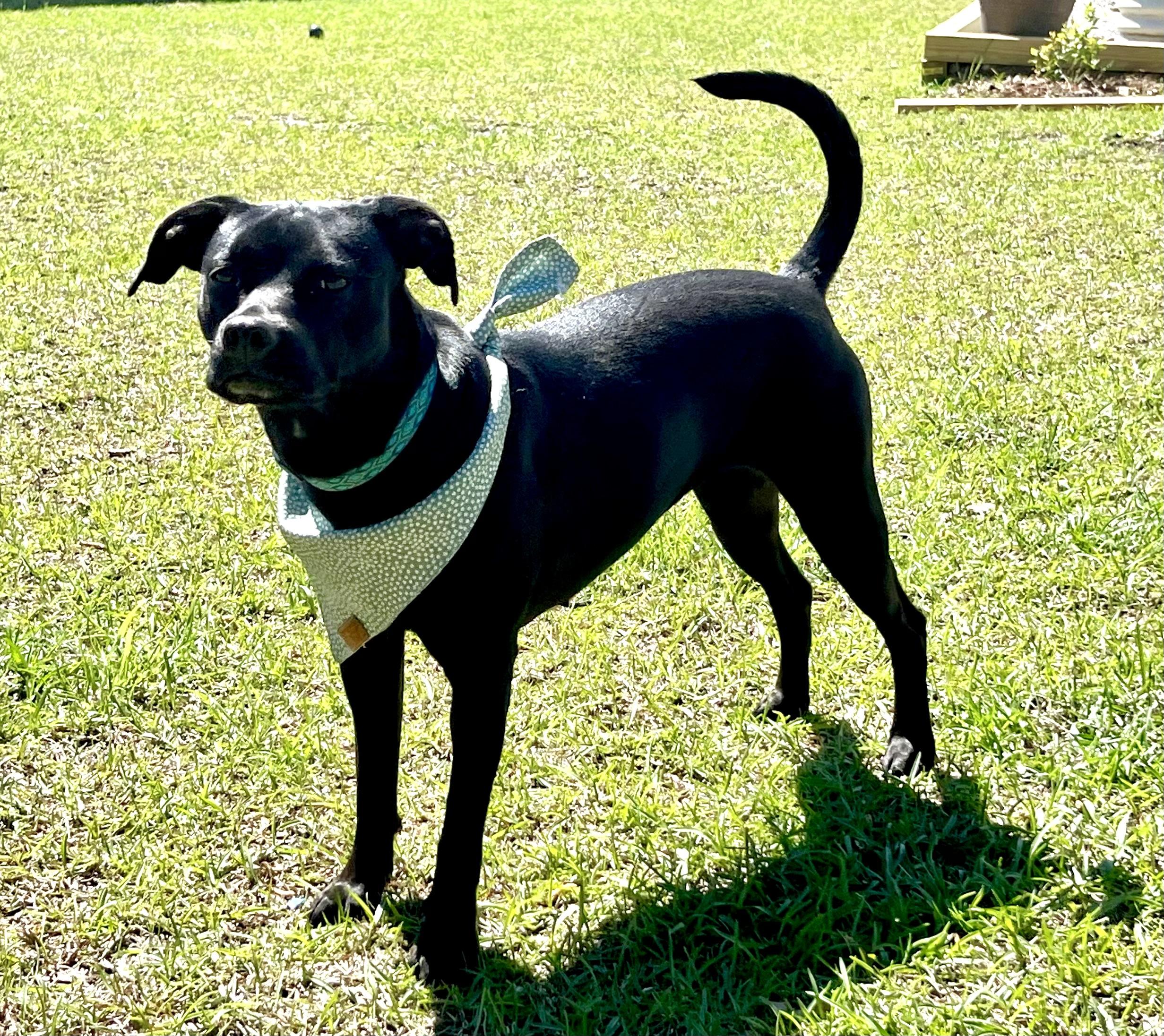 Enlarge Twinkie , a ADOPTABLE mixed breed in Mt Pleasant, SC image 3/6