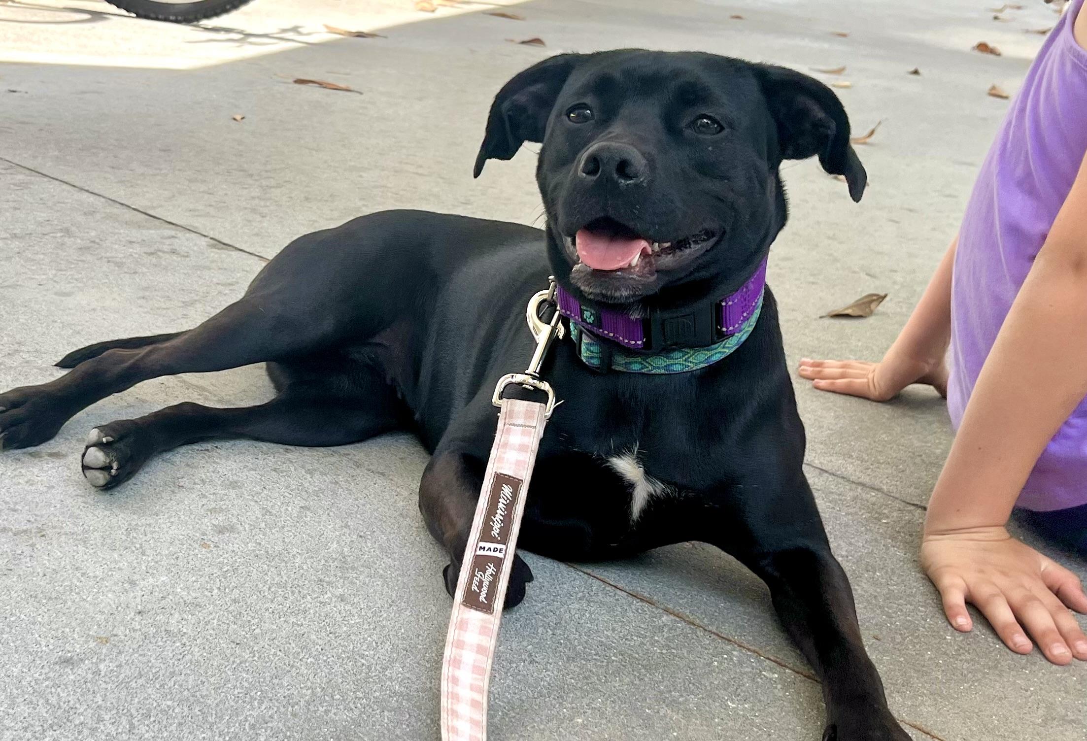 Enlarge Twinkie , a ADOPTABLE mixed breed in Mt Pleasant, SC image 3/6