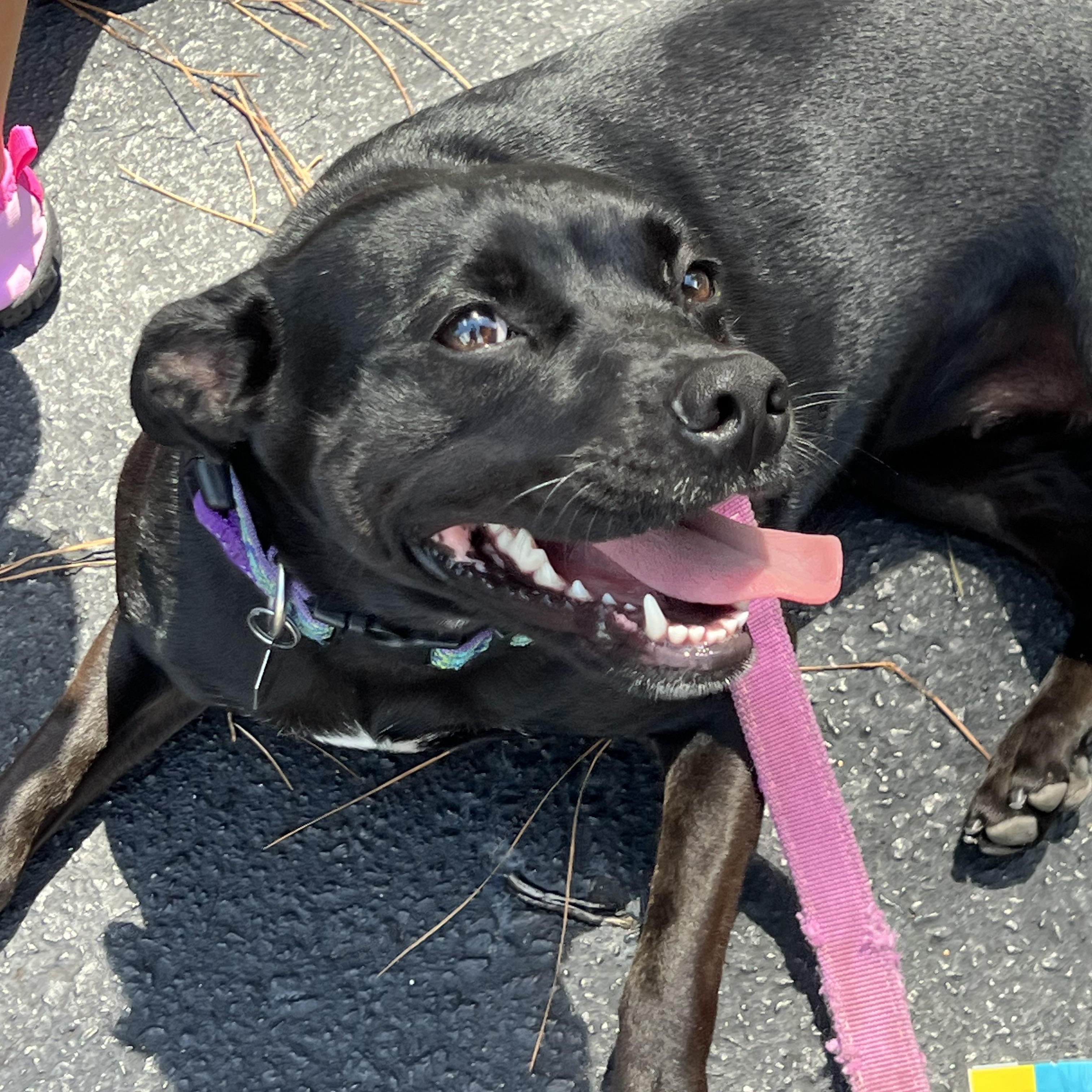Twinkie , a ADOPTABLE mixed breed in Mt Pleasant, SC image 6/6