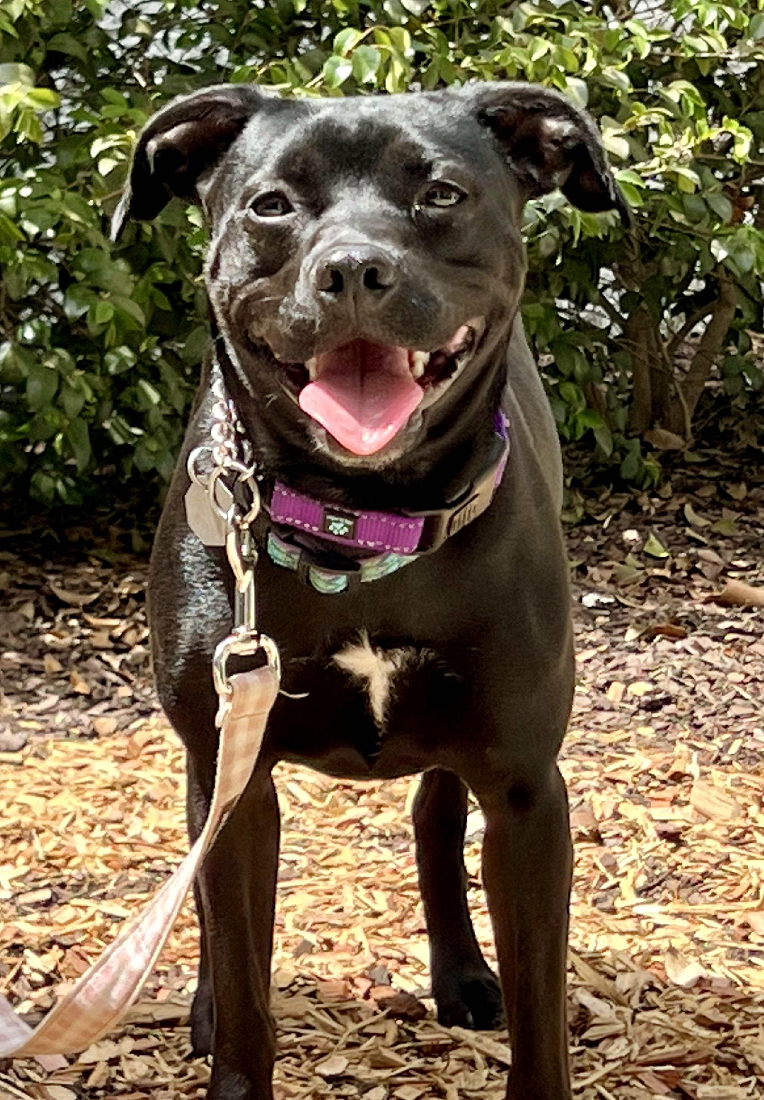 Enlarge Twinkie , a ADOPTABLE mixed breed in Mt Pleasant, SC image 2/6