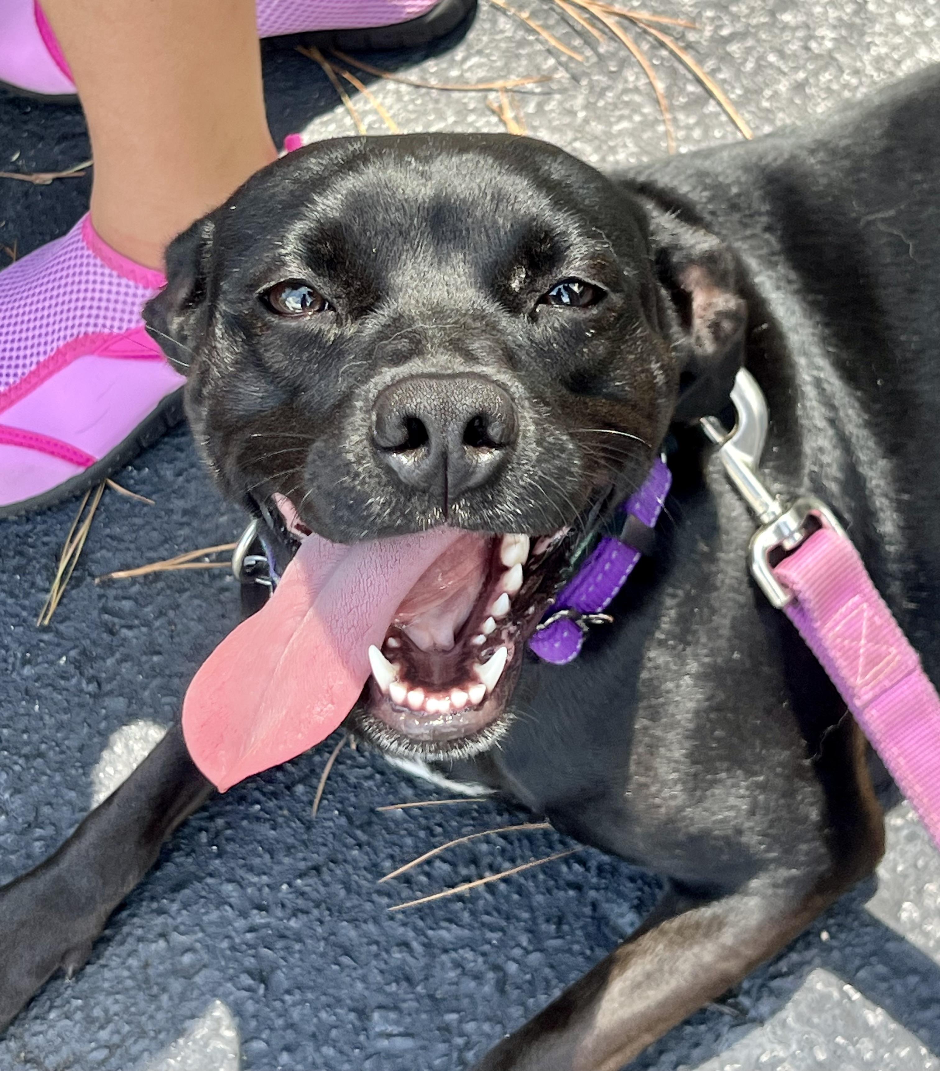 Twinkie , a ADOPTABLE mixed breed in Mt Pleasant, SC image 4/6