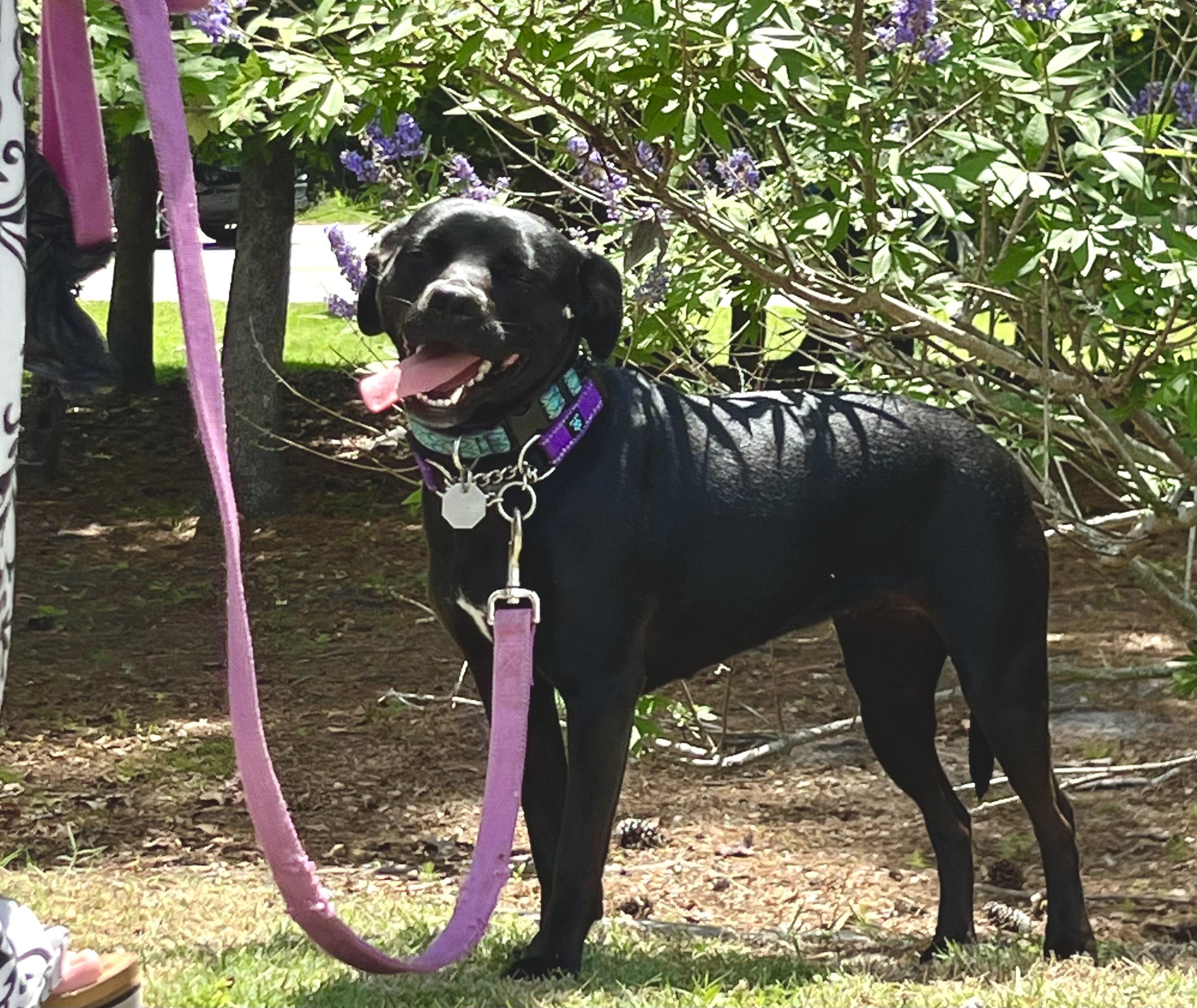 Twinkie , a ADOPTABLE mixed breed in Mt Pleasant, SC image 5/6