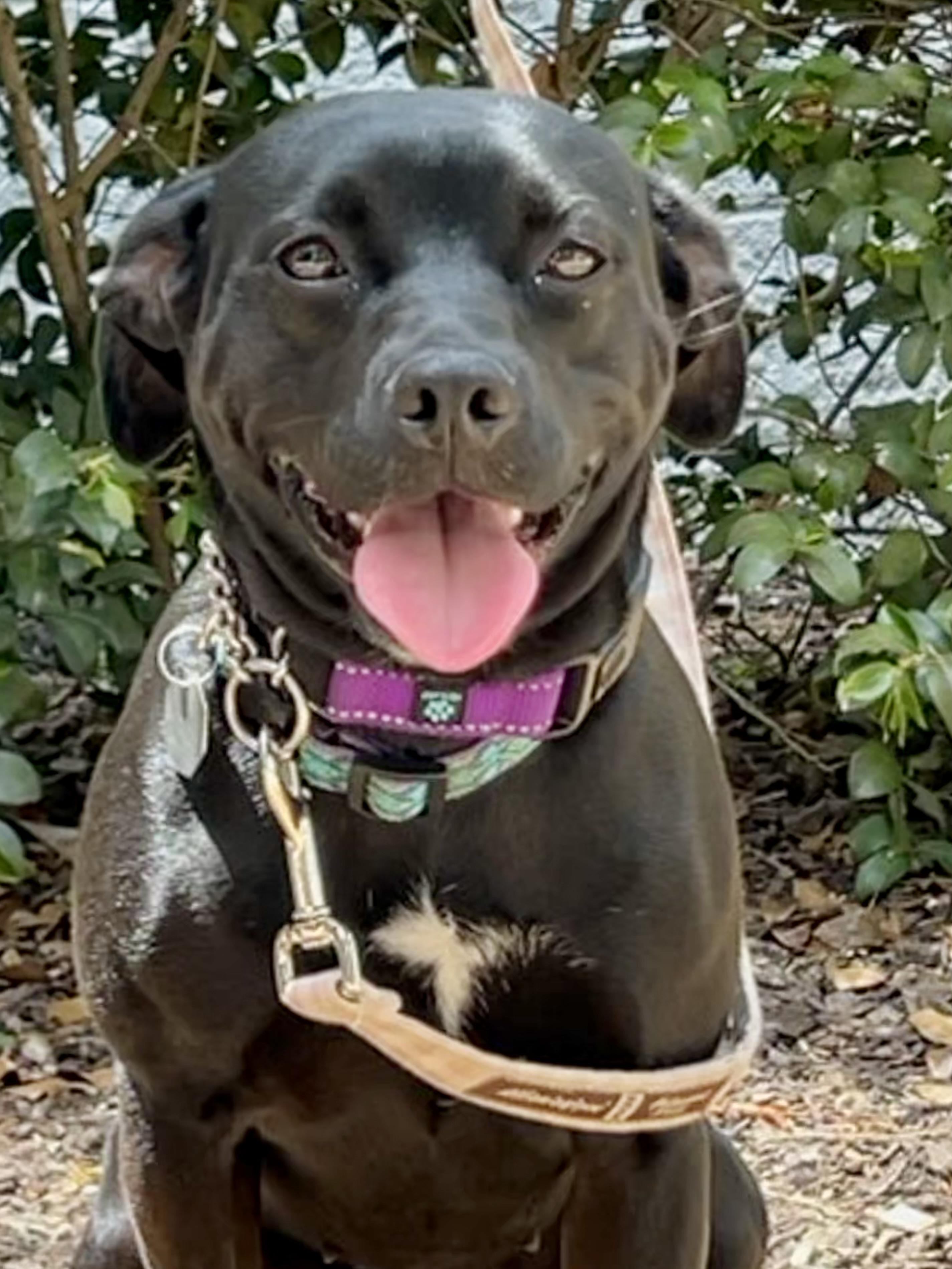 Enlarge Twinkie , a ADOPTABLE mixed breed in Mt Pleasant, SC image 4/6