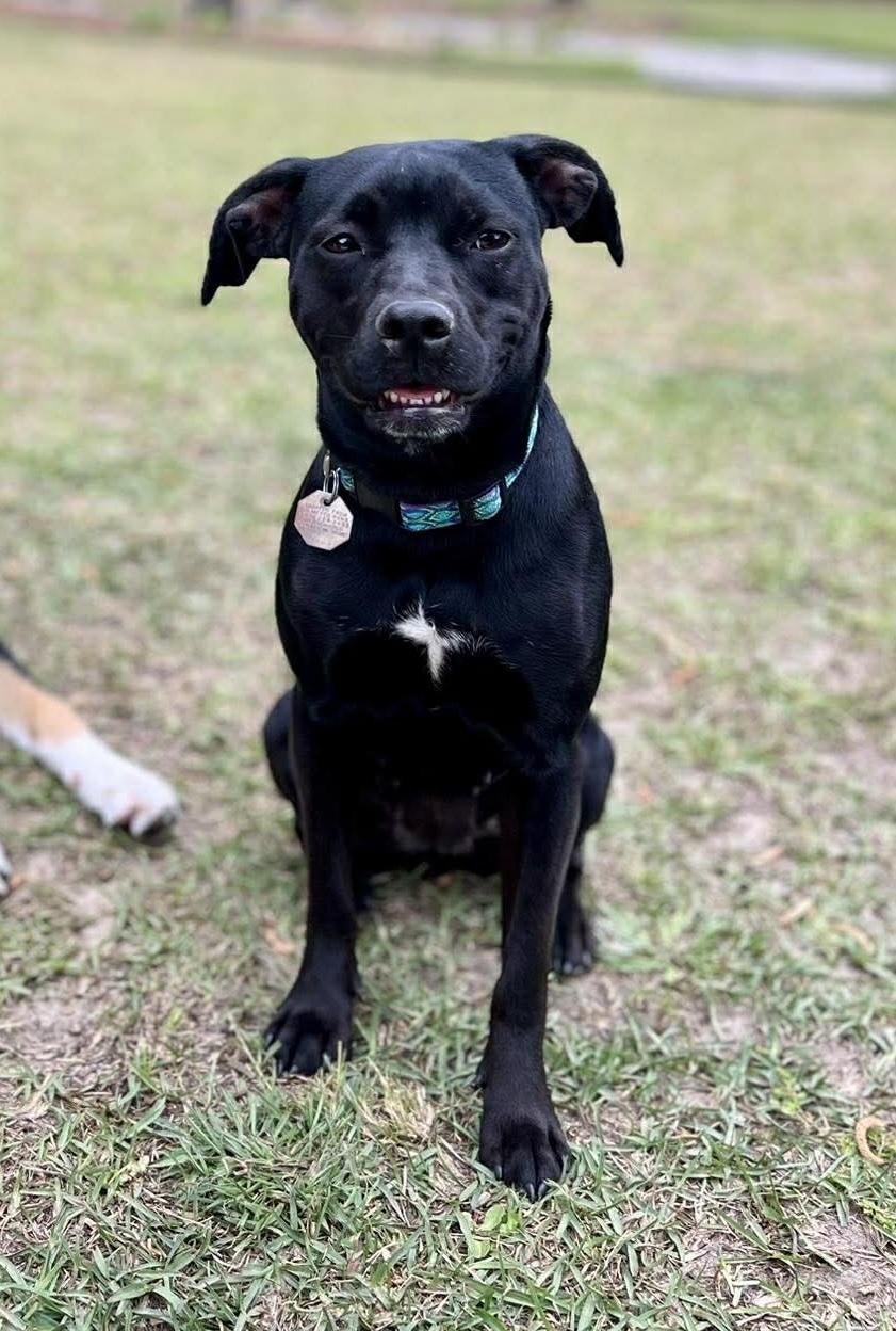 Enlarge Twinkie , a ADOPTABLE mixed breed in Mt Pleasant, SC image 2/6
