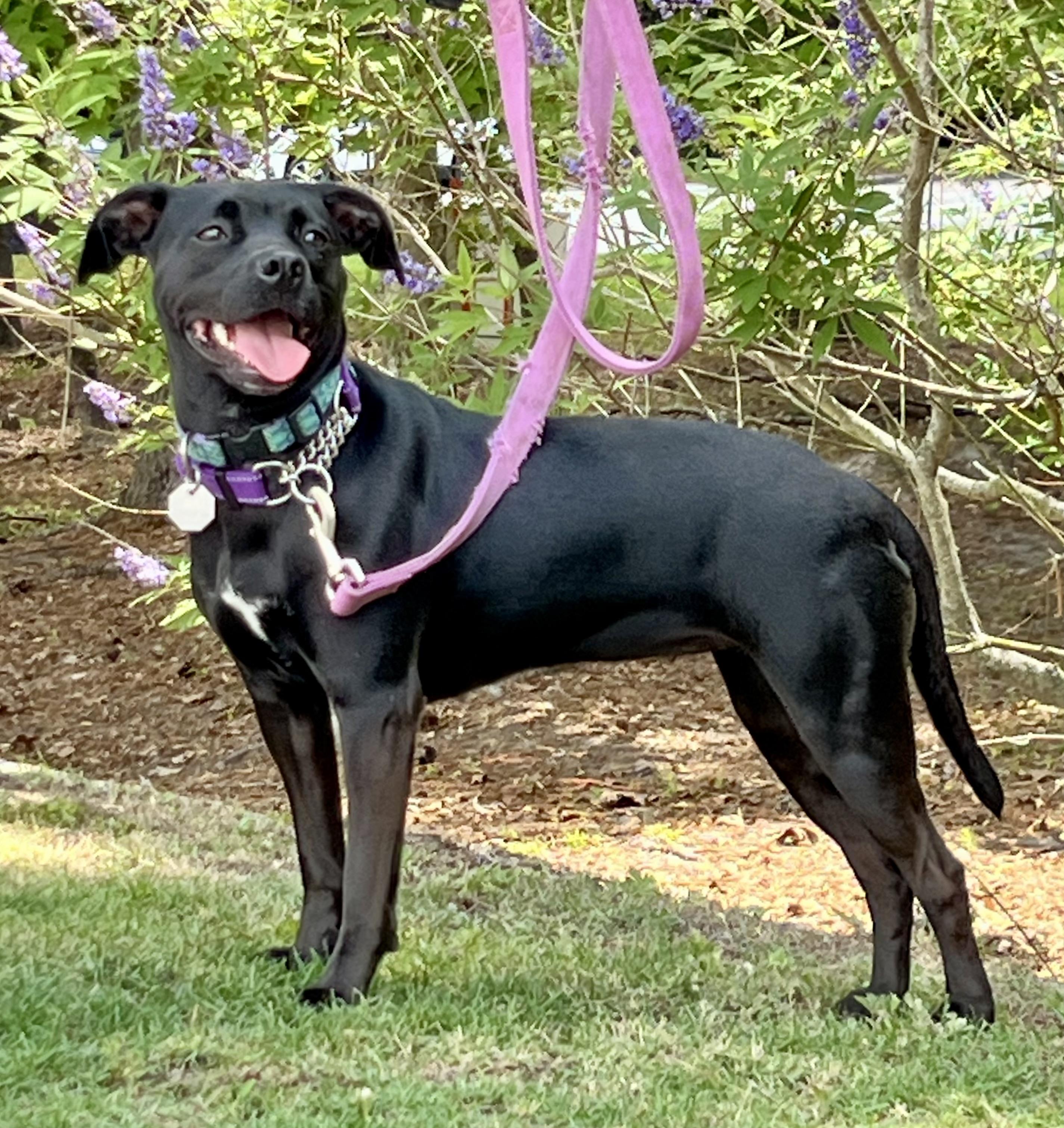 Twinkie , a ADOPTABLE mixed breed in Mt Pleasant, SC image 3/6
