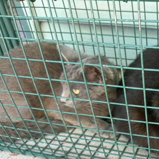 Oak, a Adoptable Domestic Short Hair in Columbus, NC image 1/3