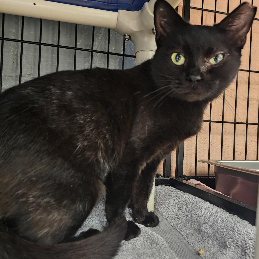 Oak, a Adoptable Domestic Short Hair in Columbus, NC image 2/3