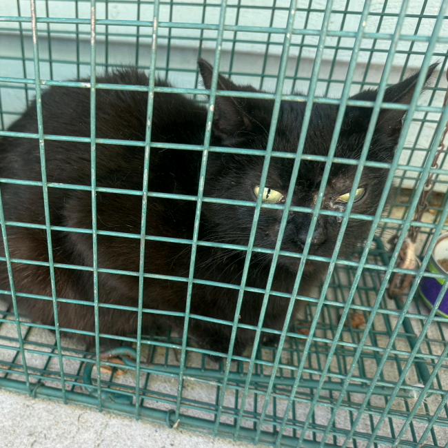 Oak, a Adoptable Domestic Short Hair in Columbus, NC image 3/3