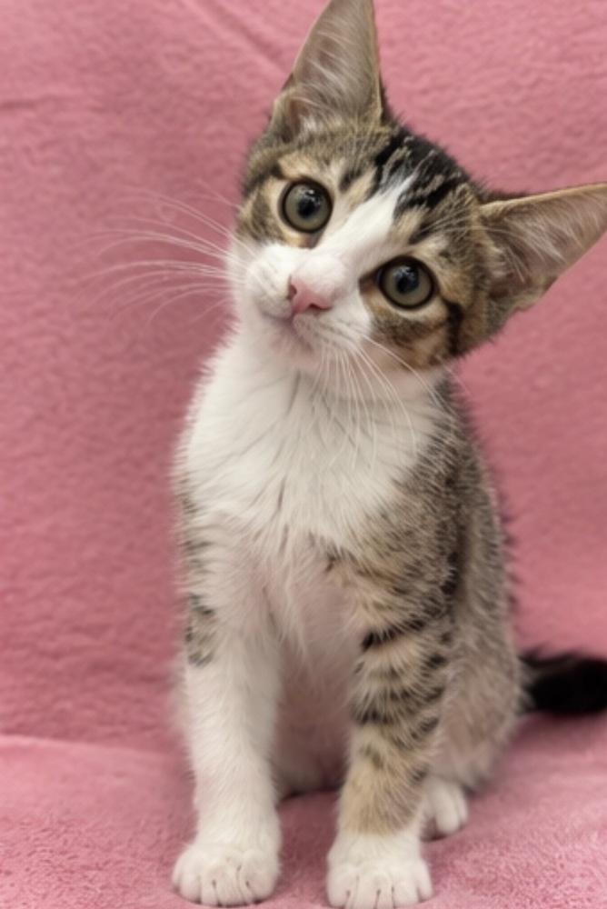 Giulia, Adoptable, Kitten Female Domestic Short Hair.