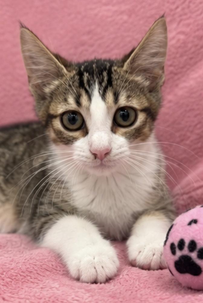 Enlarge Giulia, a Adoptable Domestic Short Hair in Hudson, NH image 3/4
