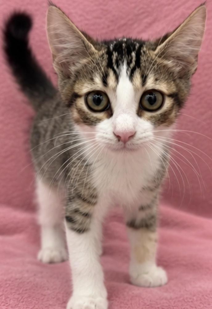 Enlarge Giulia, a Adoptable Domestic Short Hair in Hudson, NH image 4/4