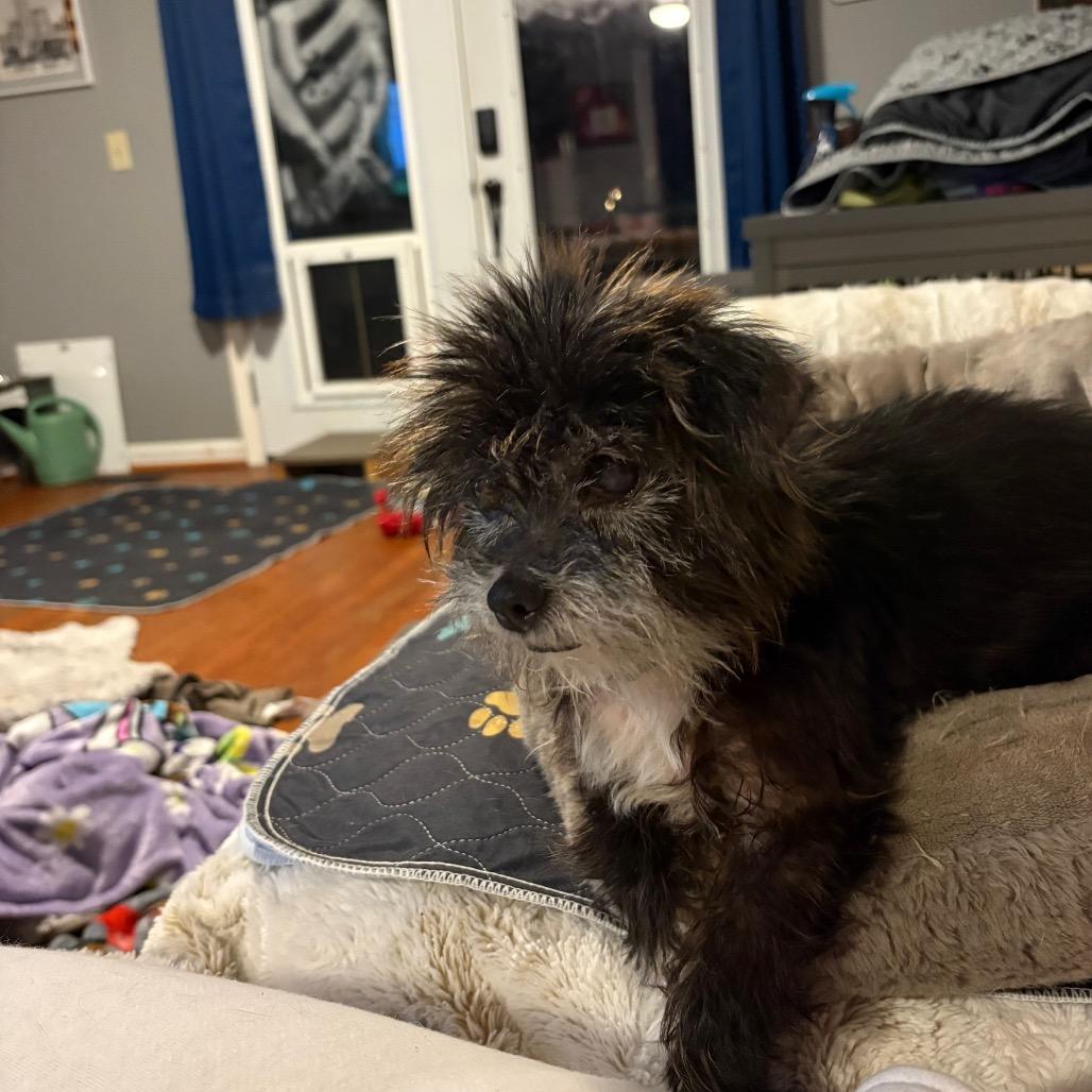 Sueke, Adoptable, Senior Female Chihuahua.