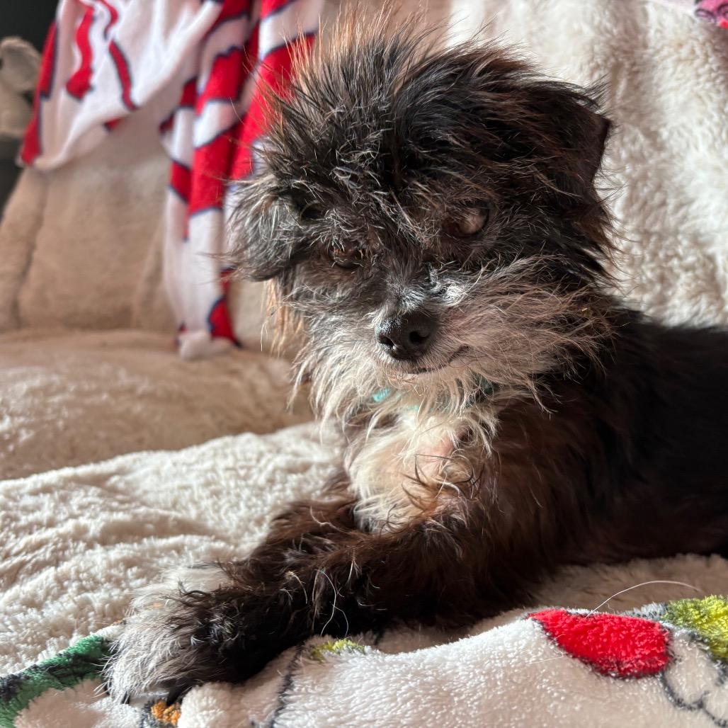 Enlarge Sueke, a Adoptable mixed breed in Fredericksburg, VA image 2/6
