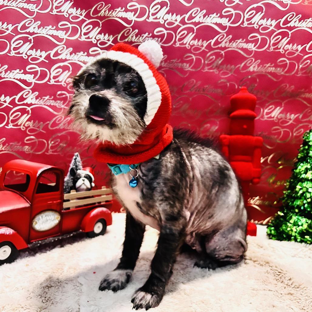 Enlarge Sueke, a Adoptable mixed breed in Fredericksburg, VA image 1/1