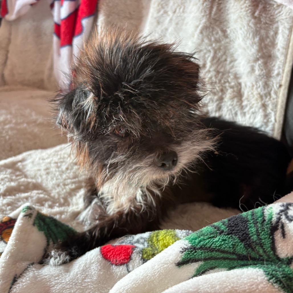 Enlarge Sueke, a Adoptable mixed breed in Fredericksburg, VA image 4/6
