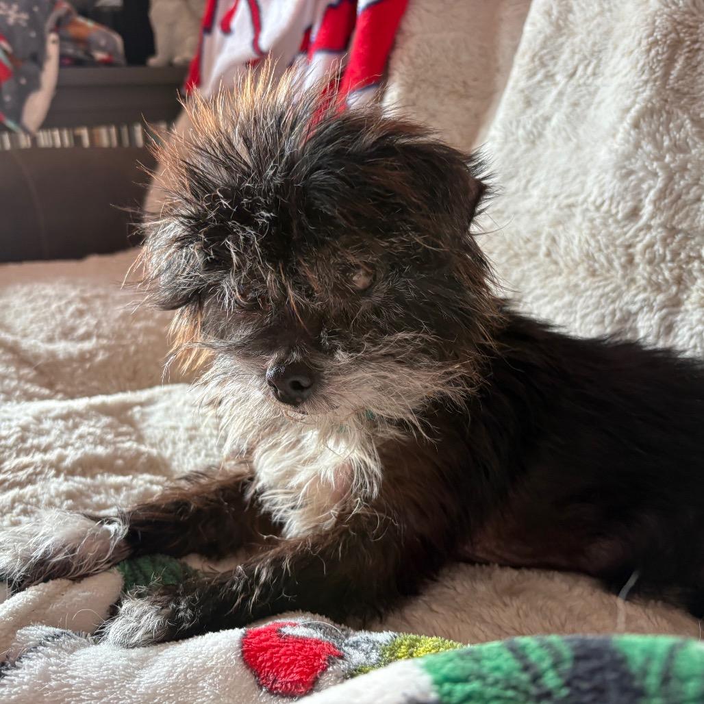 Enlarge Sueke, a Adoptable mixed breed in Fredericksburg, VA image 5/6