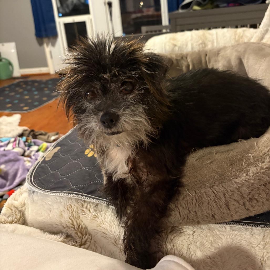 Enlarge Sueke, a Adoptable mixed breed in Fredericksburg, VA image 6/6