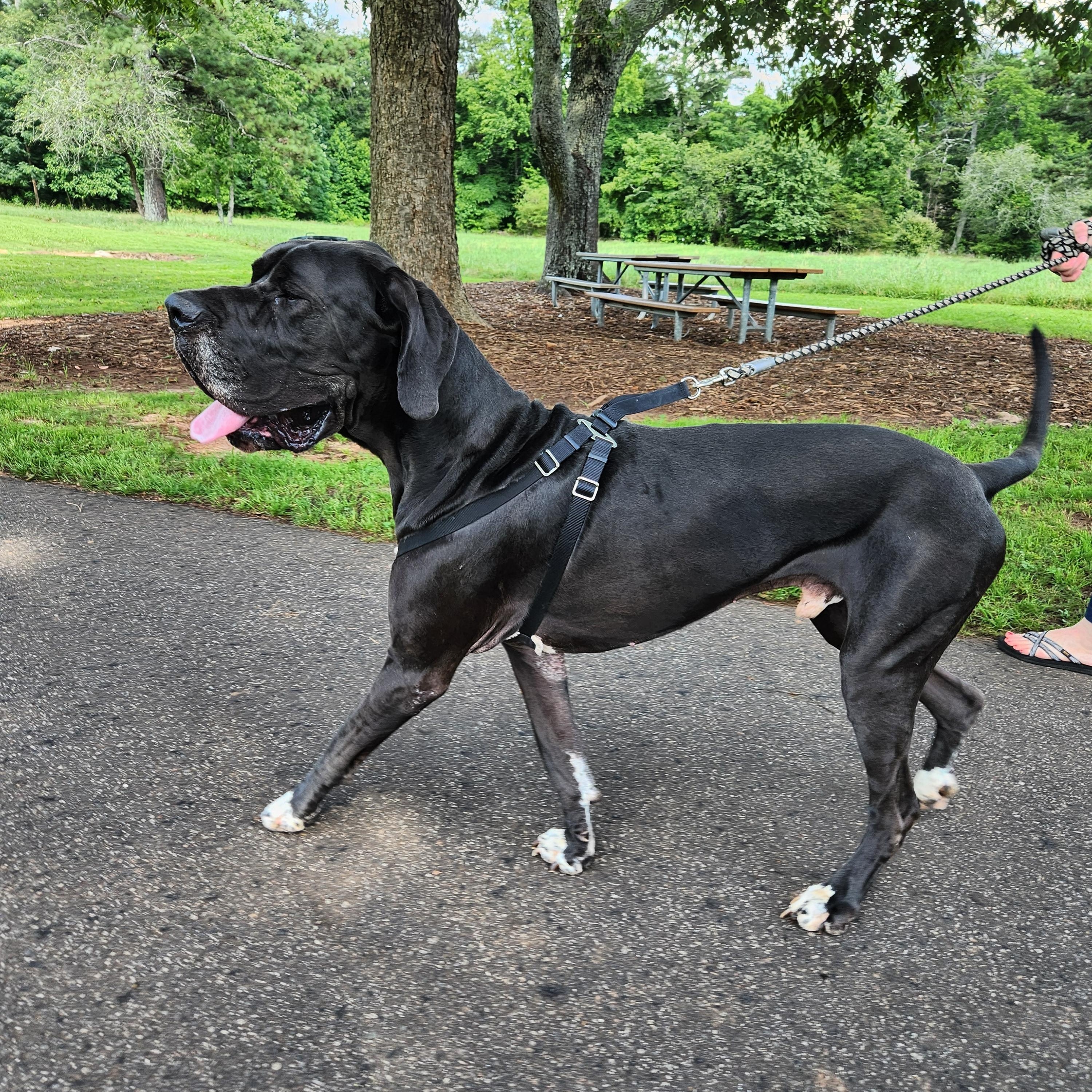 Are you a BIG DOG person Well stop right here because this gorgeous boy Odie is just about perf