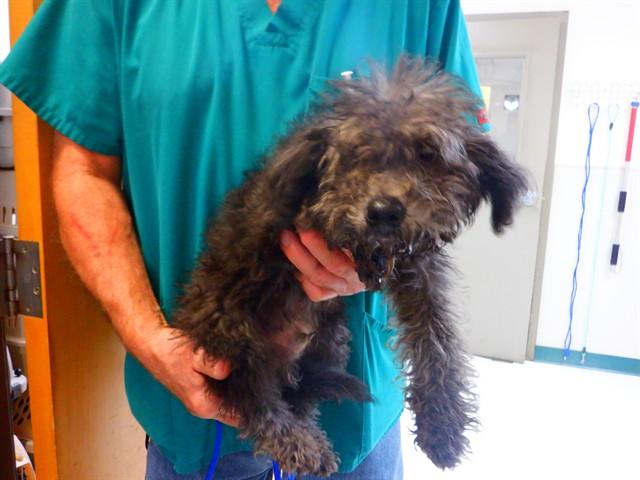 MUPPET, Adoptable, Puppy Male Poodle & Mixed Breed.