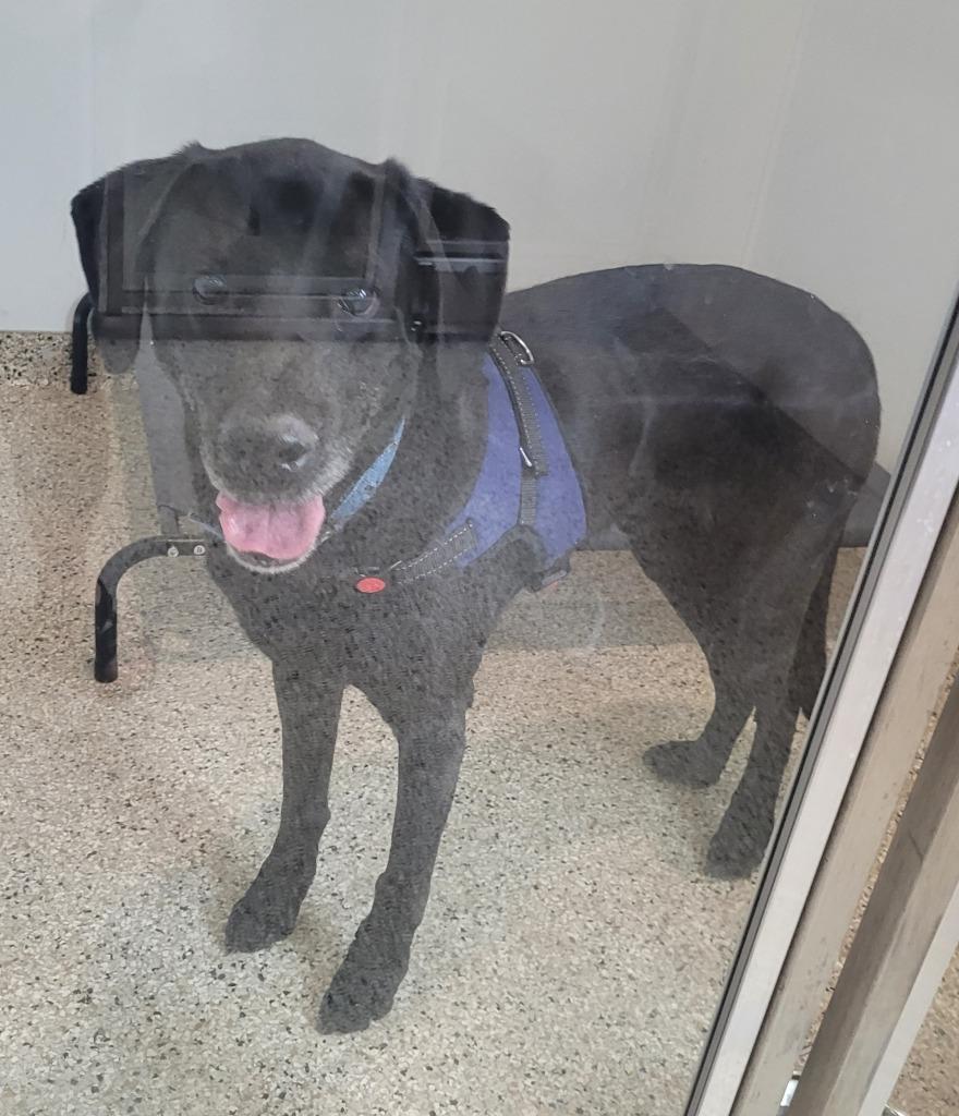 Enlarge Remington, a Adoptable Labrador Retriever in Grand Rapids, MN image 1/1