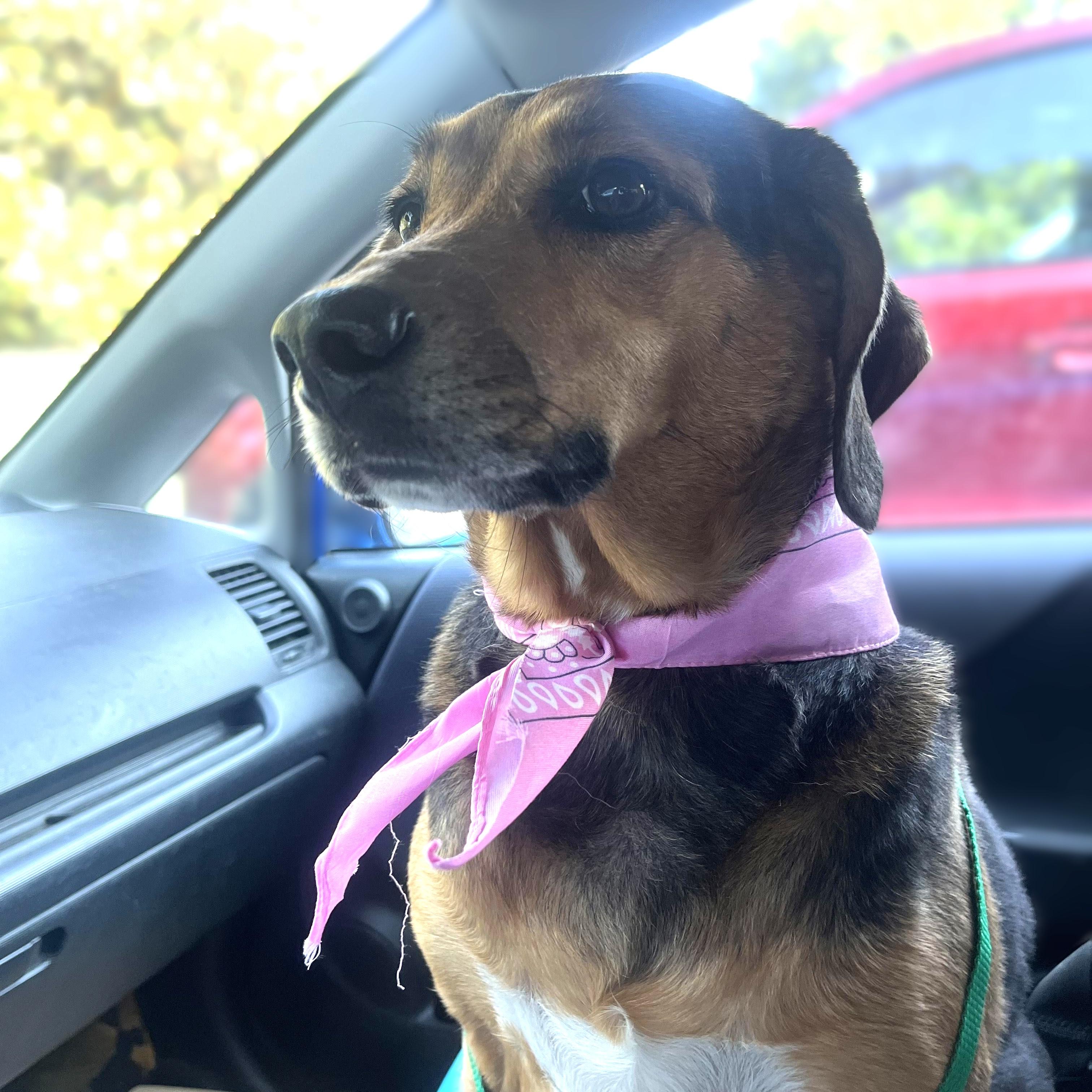 Lacy, a Adoptable mixed breed in Woodstock, GA image 1/5