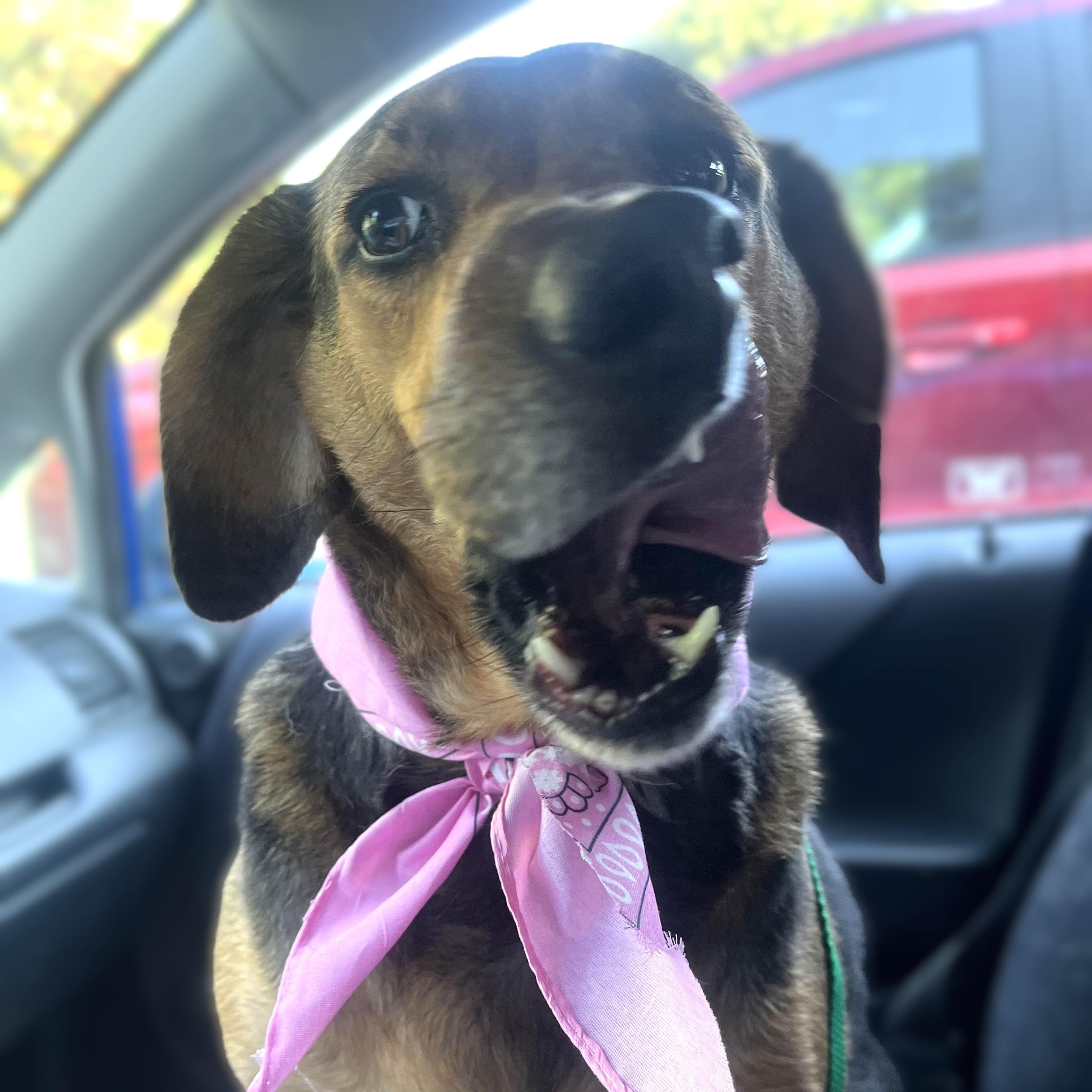 Lacy -- Private Adoption Through Current Owner. Woodstock, GA, adoptable, Adult Female Black and Tan Coonhound & Hound.