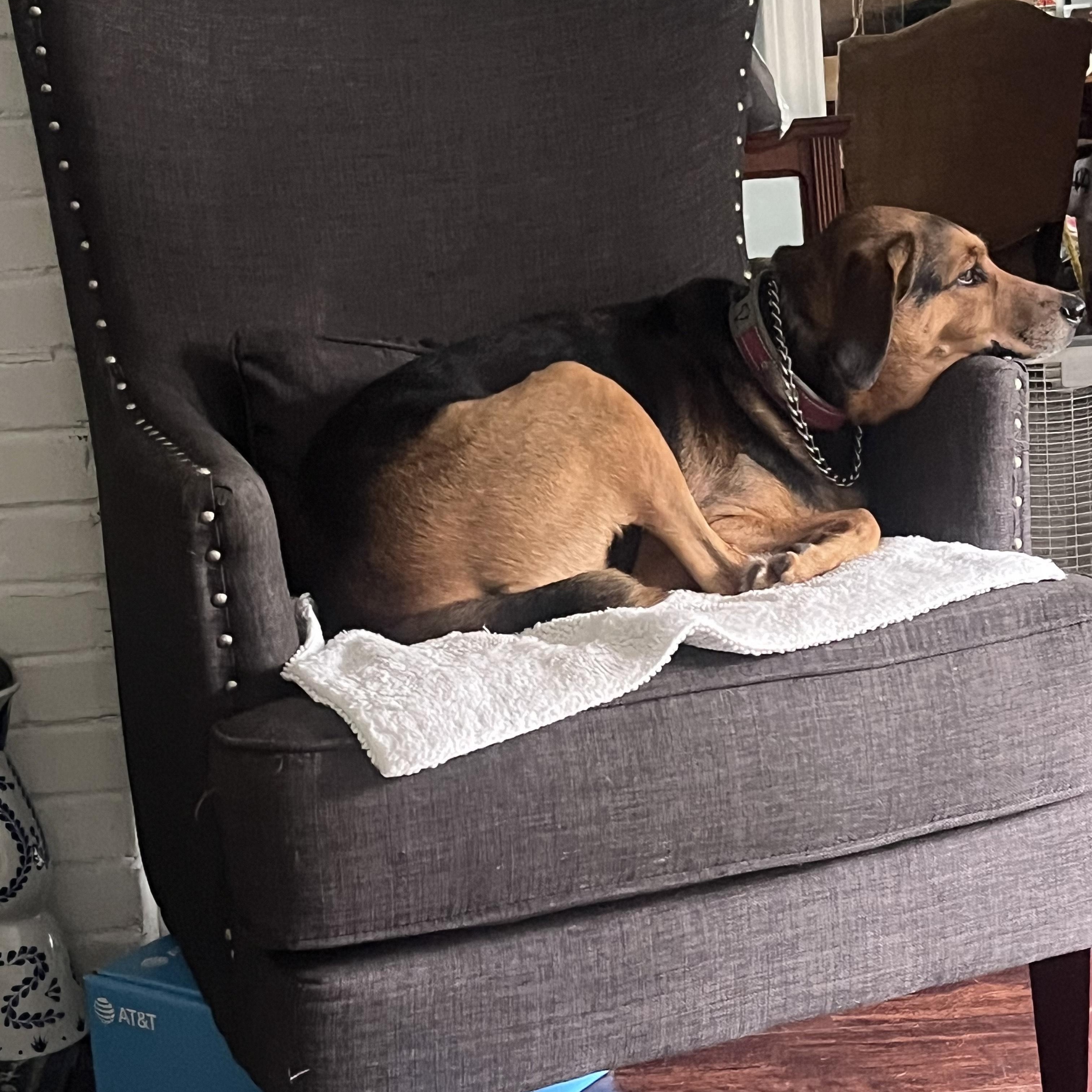 Lacy, a Adoptable mixed breed in Woodstock, GA image 4/5