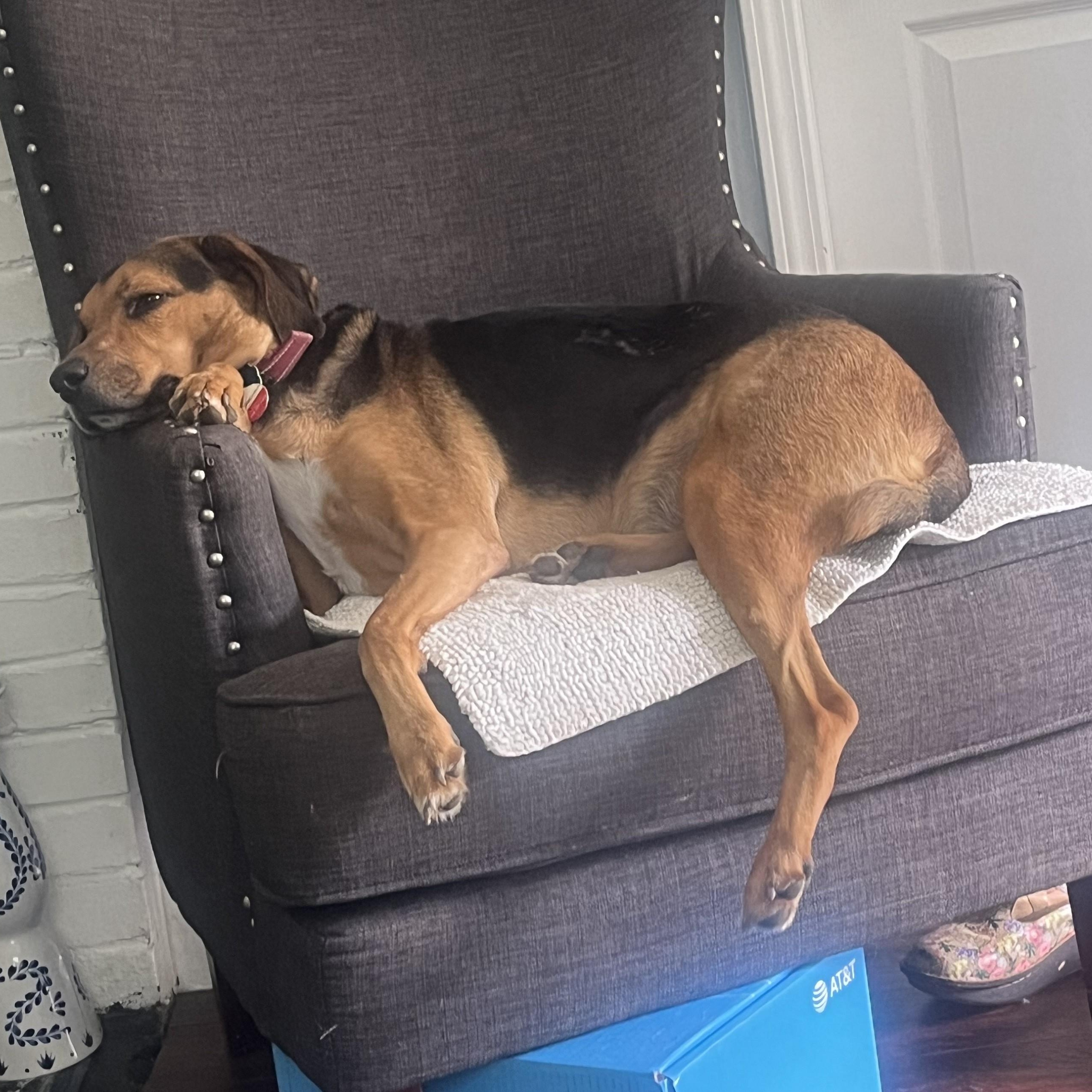 Lacy, a Adoptable mixed breed in Woodstock, GA image 3/5