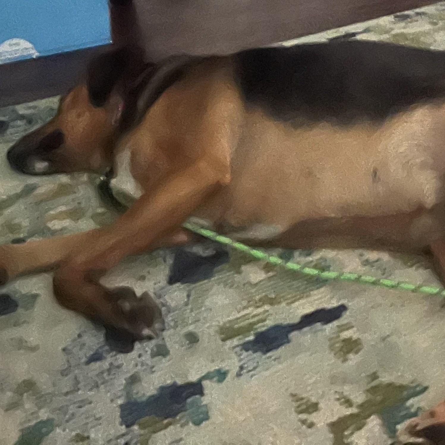 Lacy, a Adoptable mixed breed in Woodstock, GA image 5/5