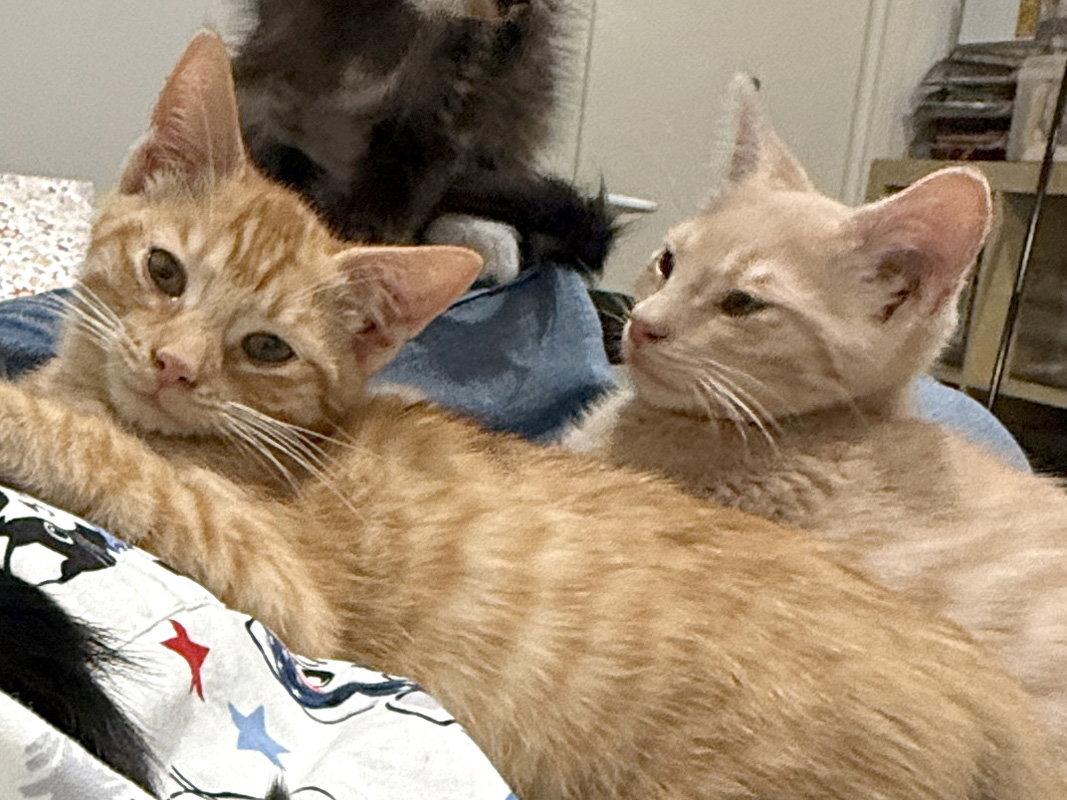 Phoenix, Adoptable, Kitten Male Domestic Short Hair.