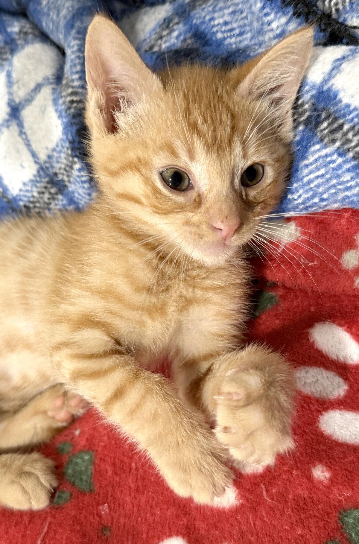 Phoenix, a Adoptable Domestic Short Hair in Ventura, CA image 3/3