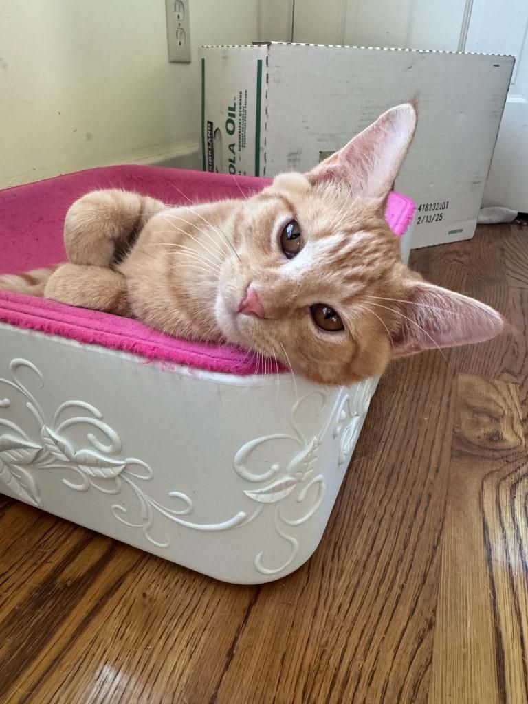 Parton, Adoptable, Kitten Male Domestic Short Hair.