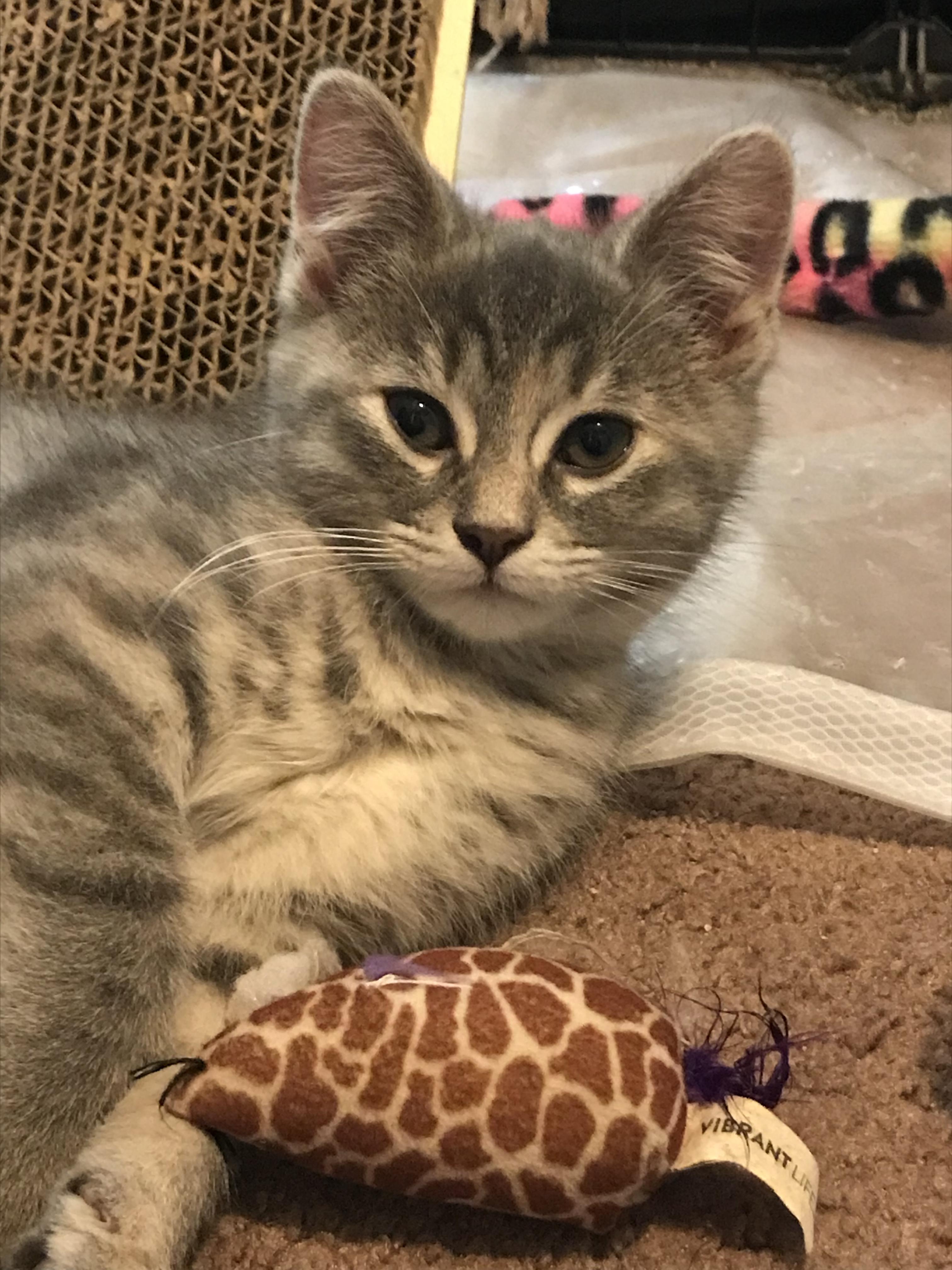 Lyla, Adopted, Young Female Domestic Short Hair.