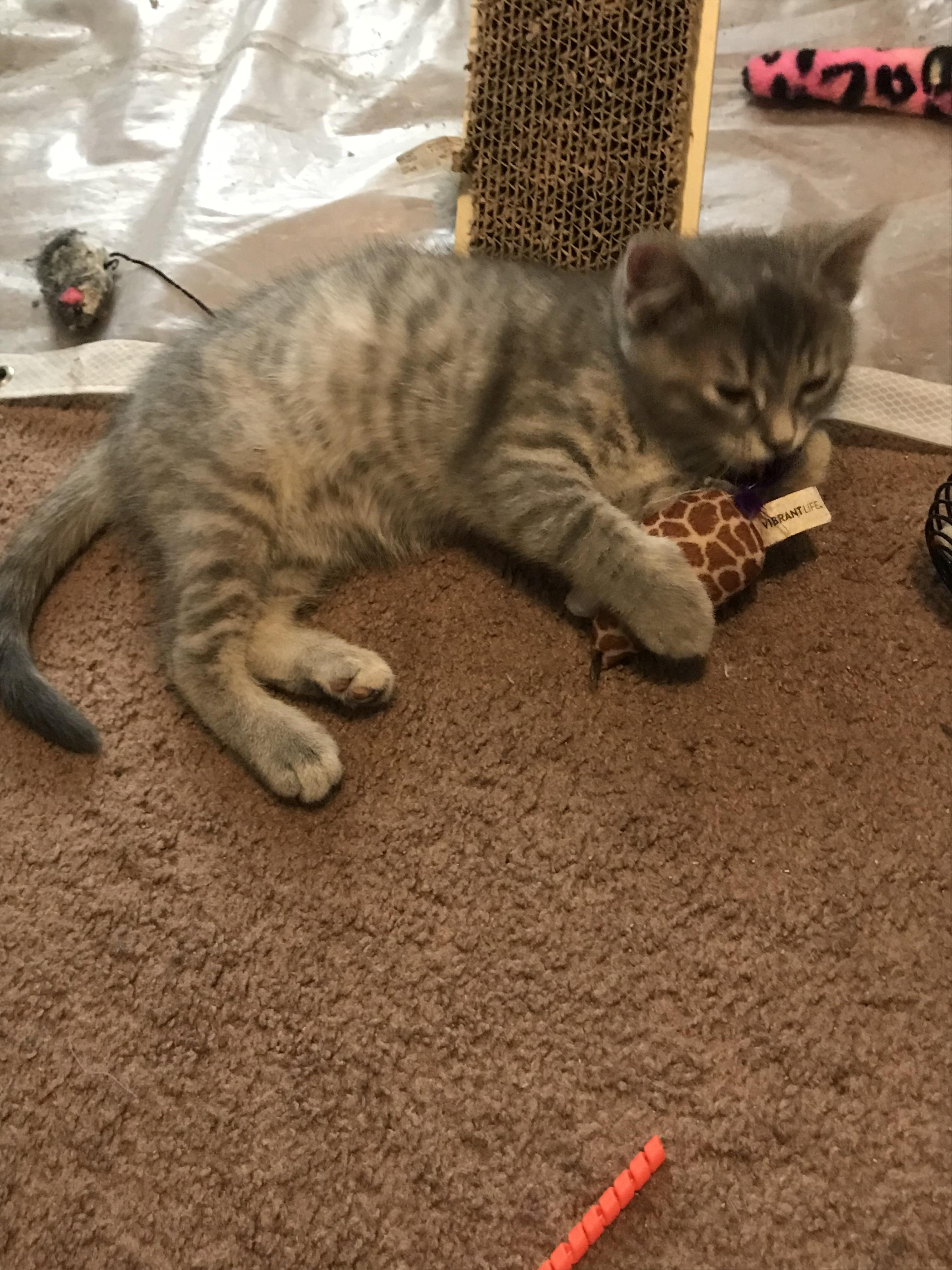 Enlarge Lyla, a Adopted Domestic Short Hair in Brighton, MI image 2/5