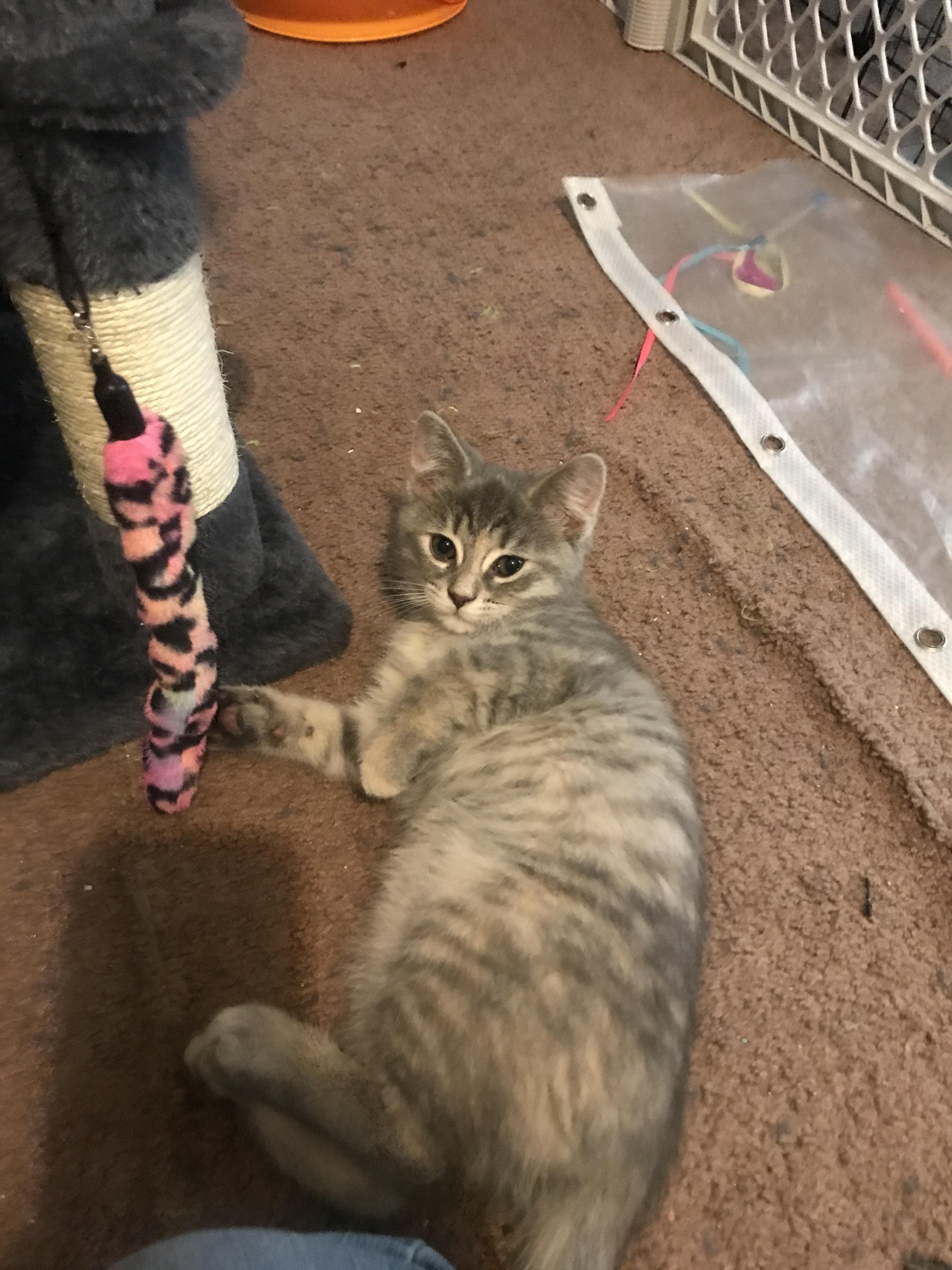 Enlarge Lyla, a Adopted Domestic Short Hair in Brighton, MI image 3/5