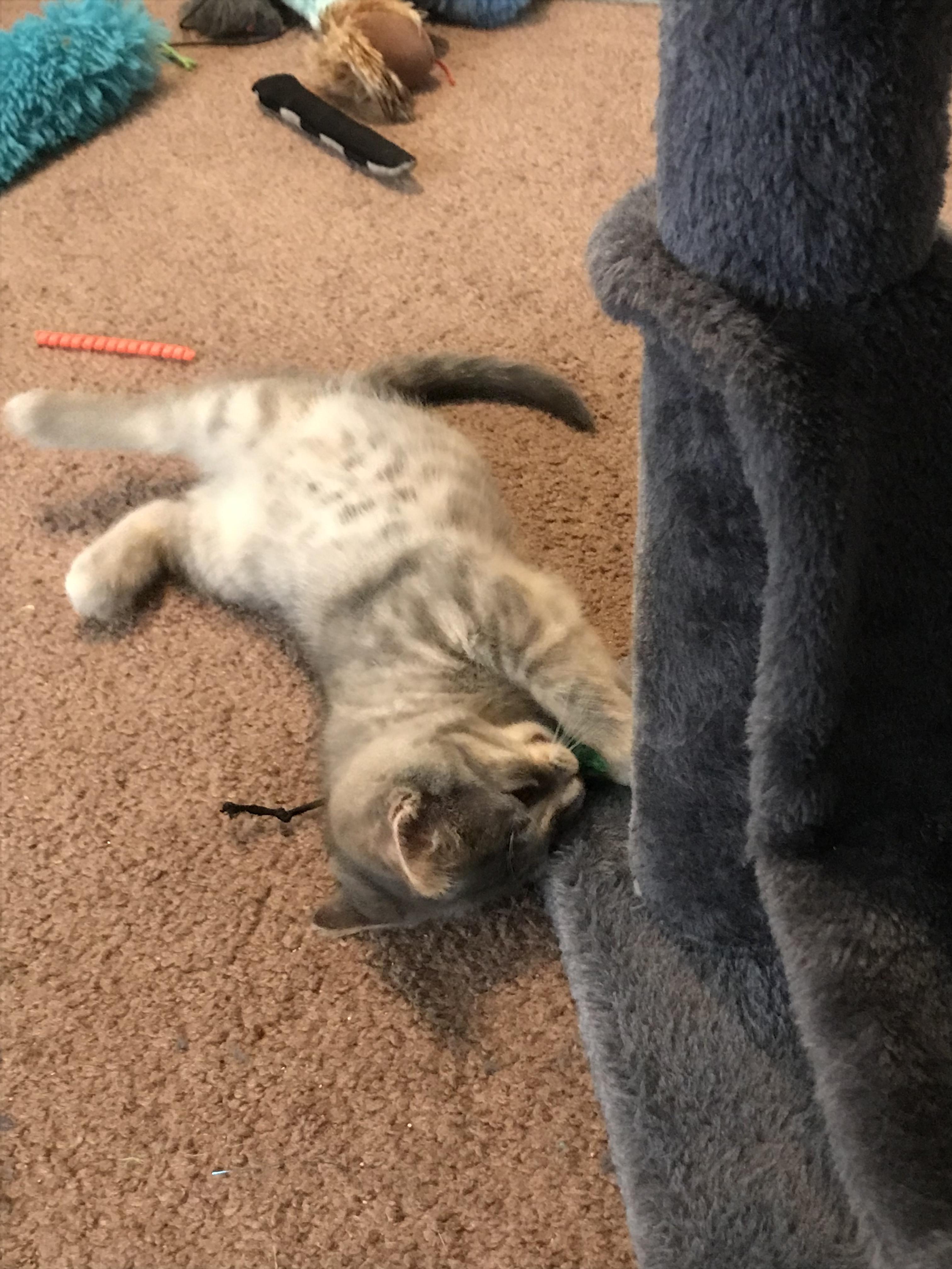 Enlarge Lyla, a Adopted Domestic Short Hair in Brighton, MI image 4/5