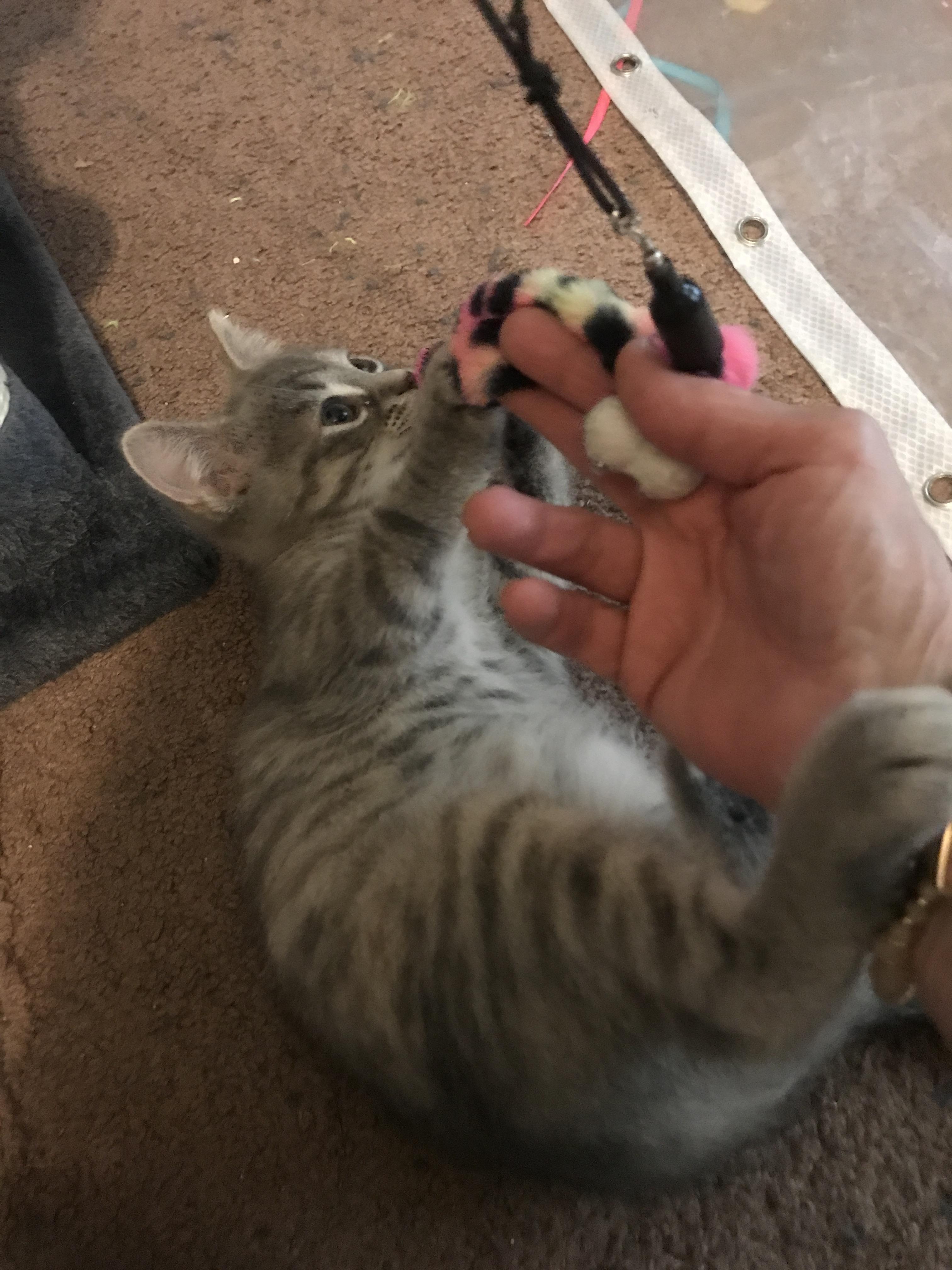 Enlarge Lyla, a Adopted Domestic Short Hair in Brighton, MI image 5/5