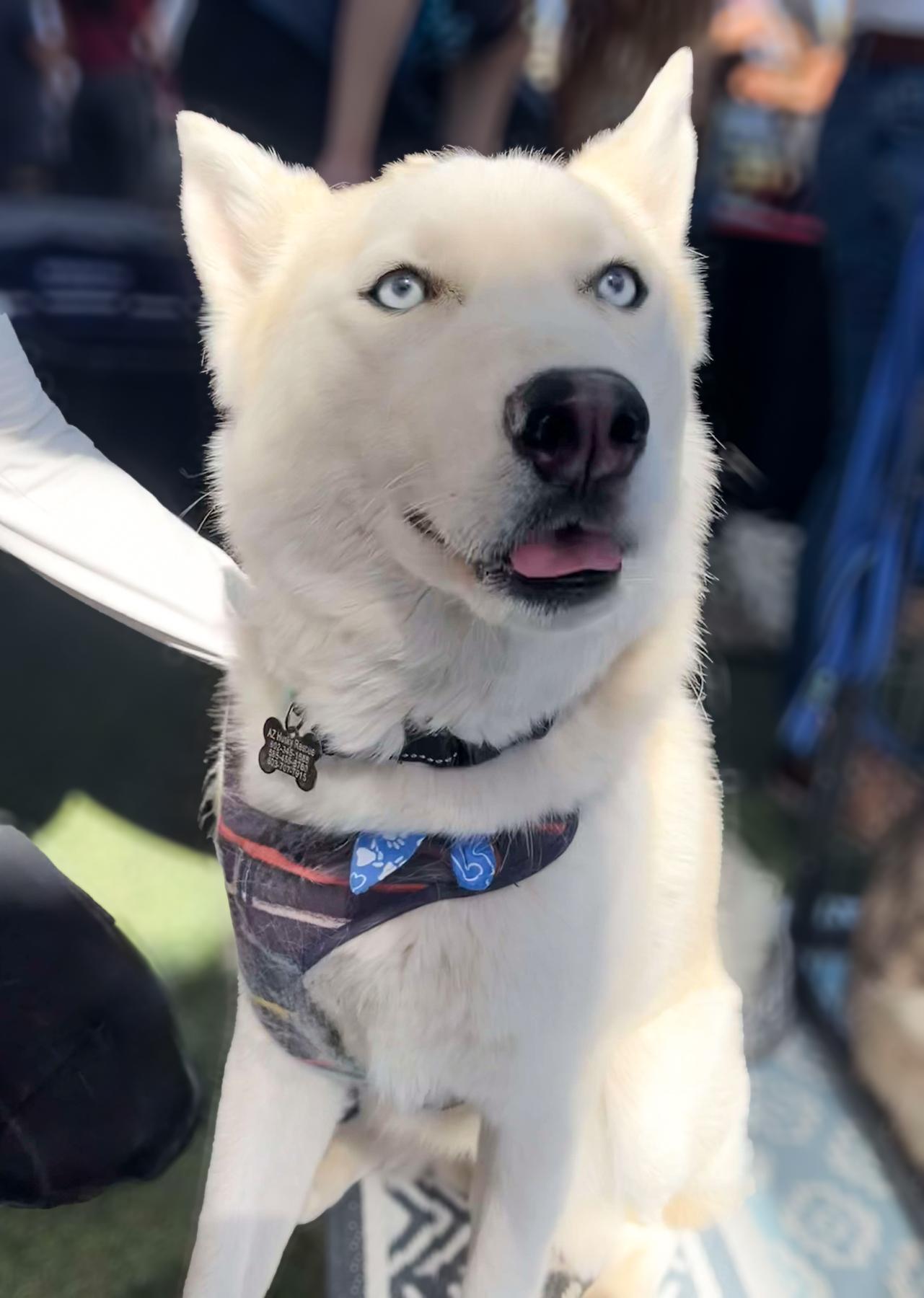 Fenris, a Adoptable mixed breed in Scottsdale, AZ image 2/6