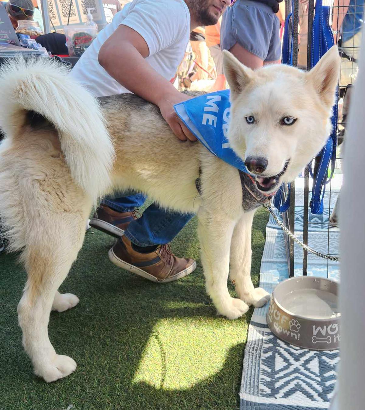 Fenris, a Adoptable mixed breed in Scottsdale, AZ image 5/6