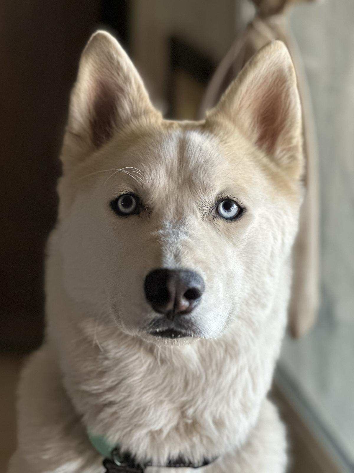 Fenris, a Adoptable mixed breed in Scottsdale, AZ image 6/6