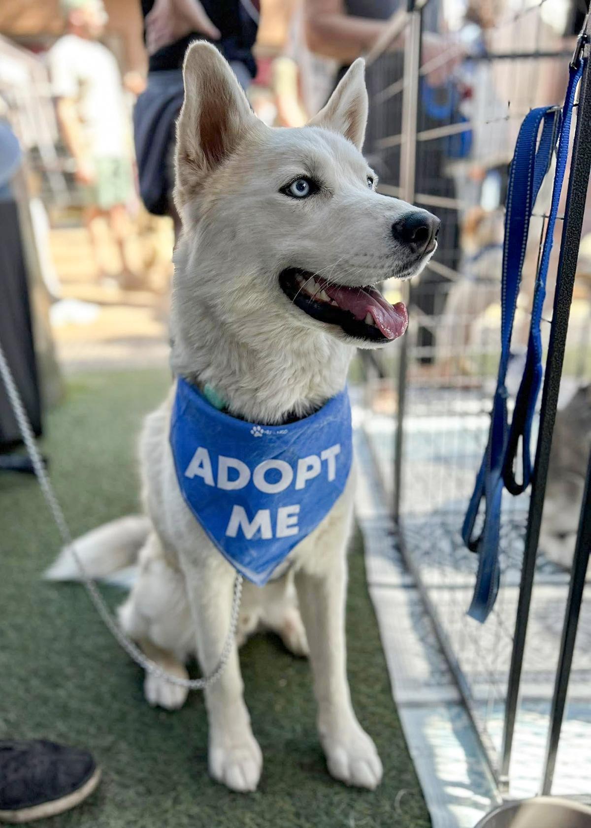 Fenris, a Adoptable mixed breed in Scottsdale, AZ image 4/6