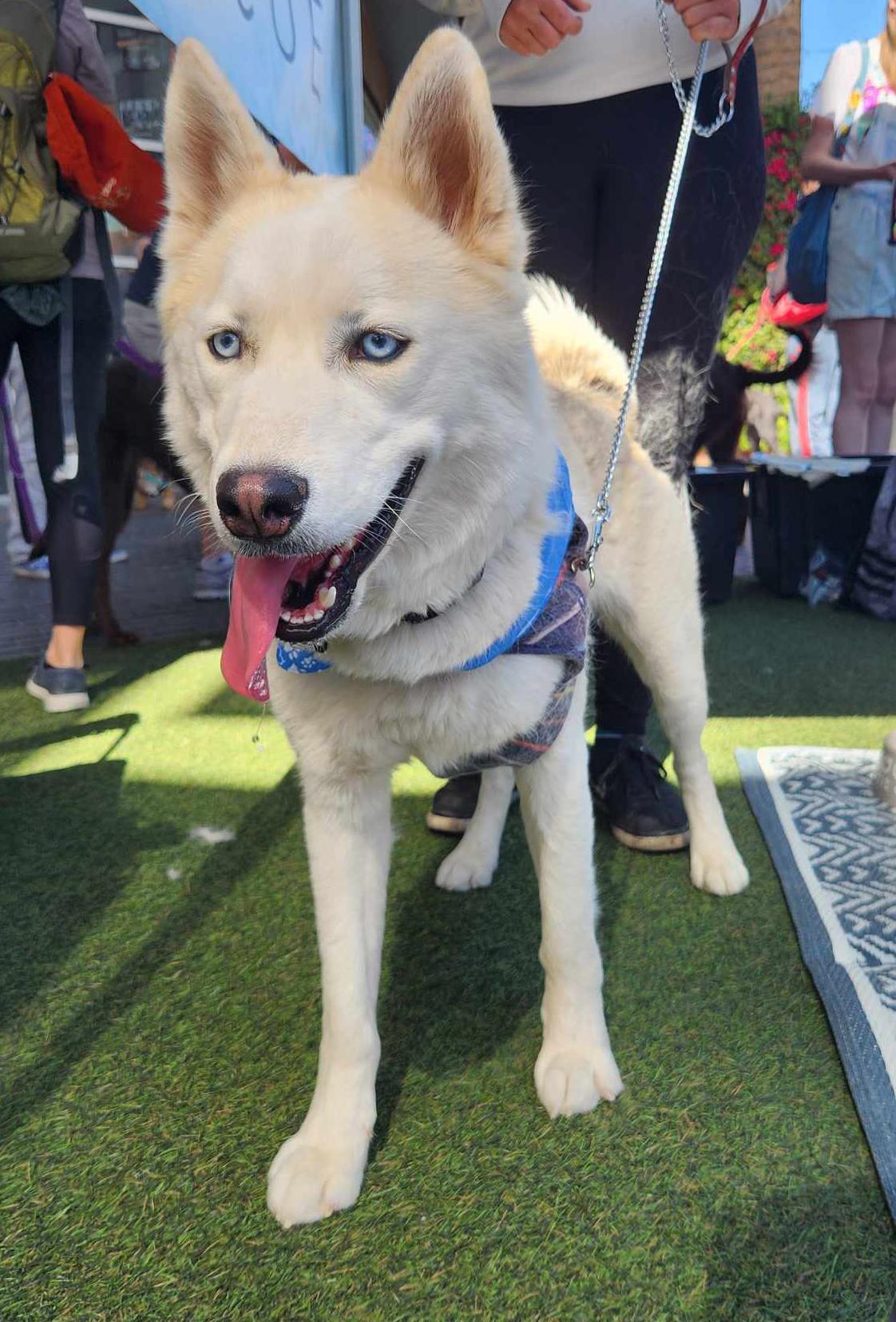 Fenris, a Adoptable mixed breed in Scottsdale, AZ image 3/6