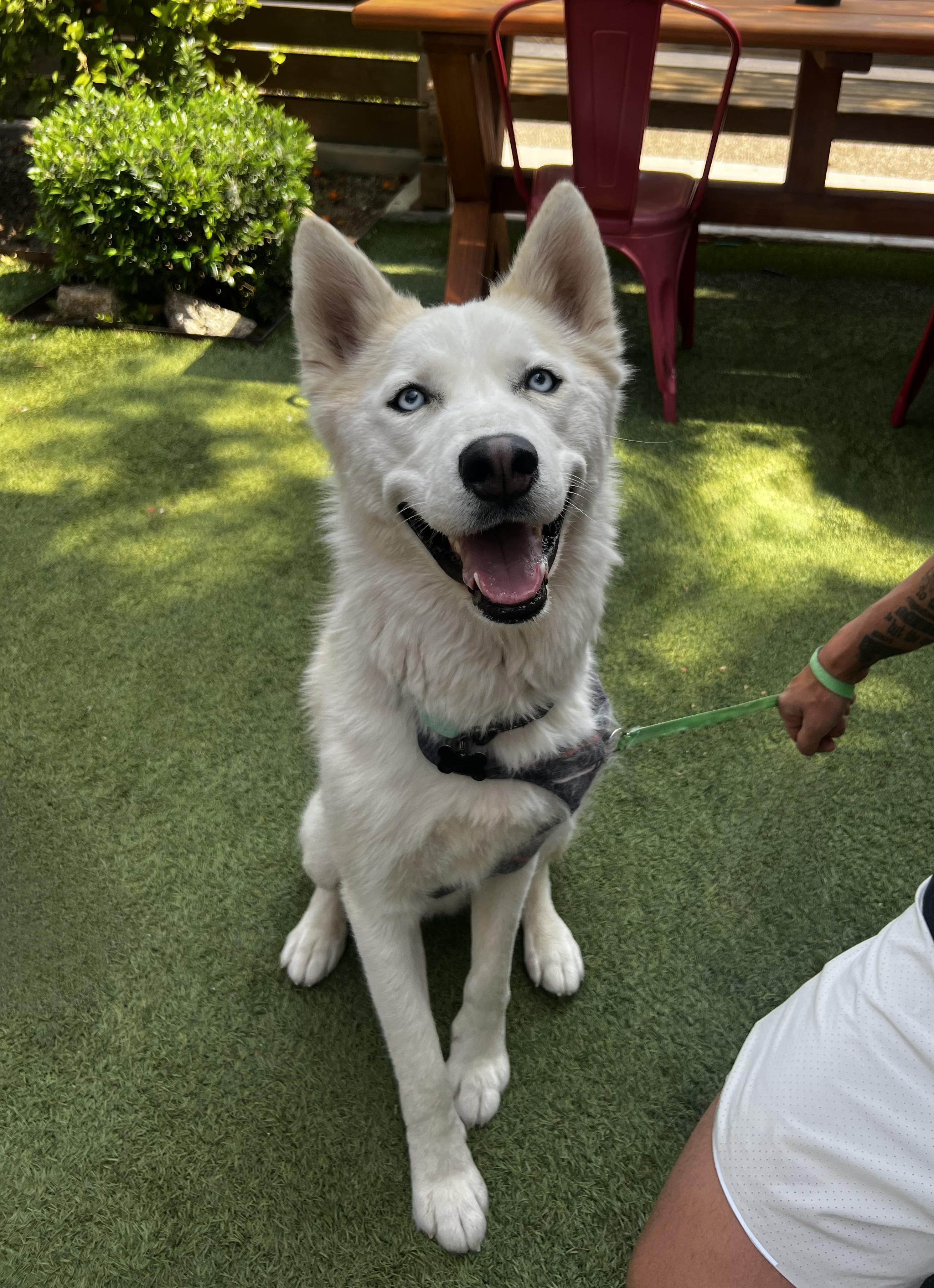 Fenris, Young Male Siberian Husky