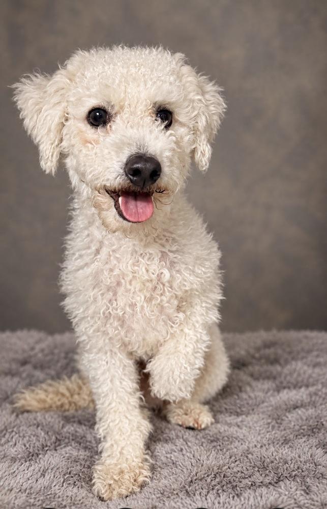 Reno, Adoptable, Adult Male Bichon Frise.