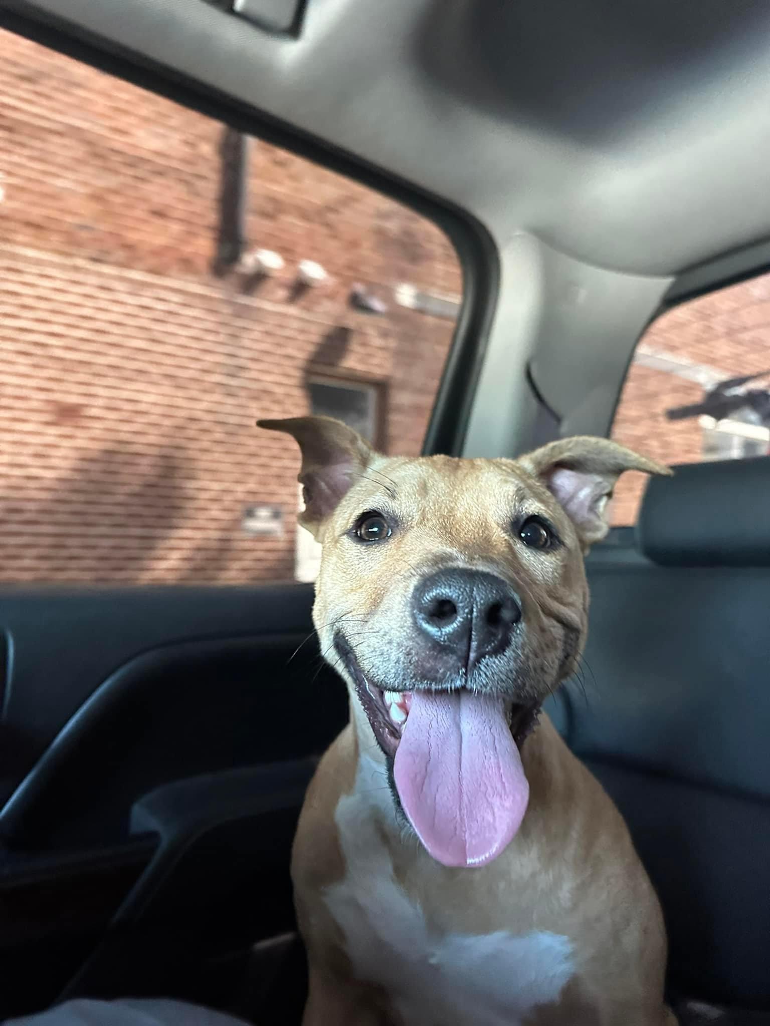 Shelby, Adoptable, Adult Female Pit Bull Terrier & Labrador Retriever.