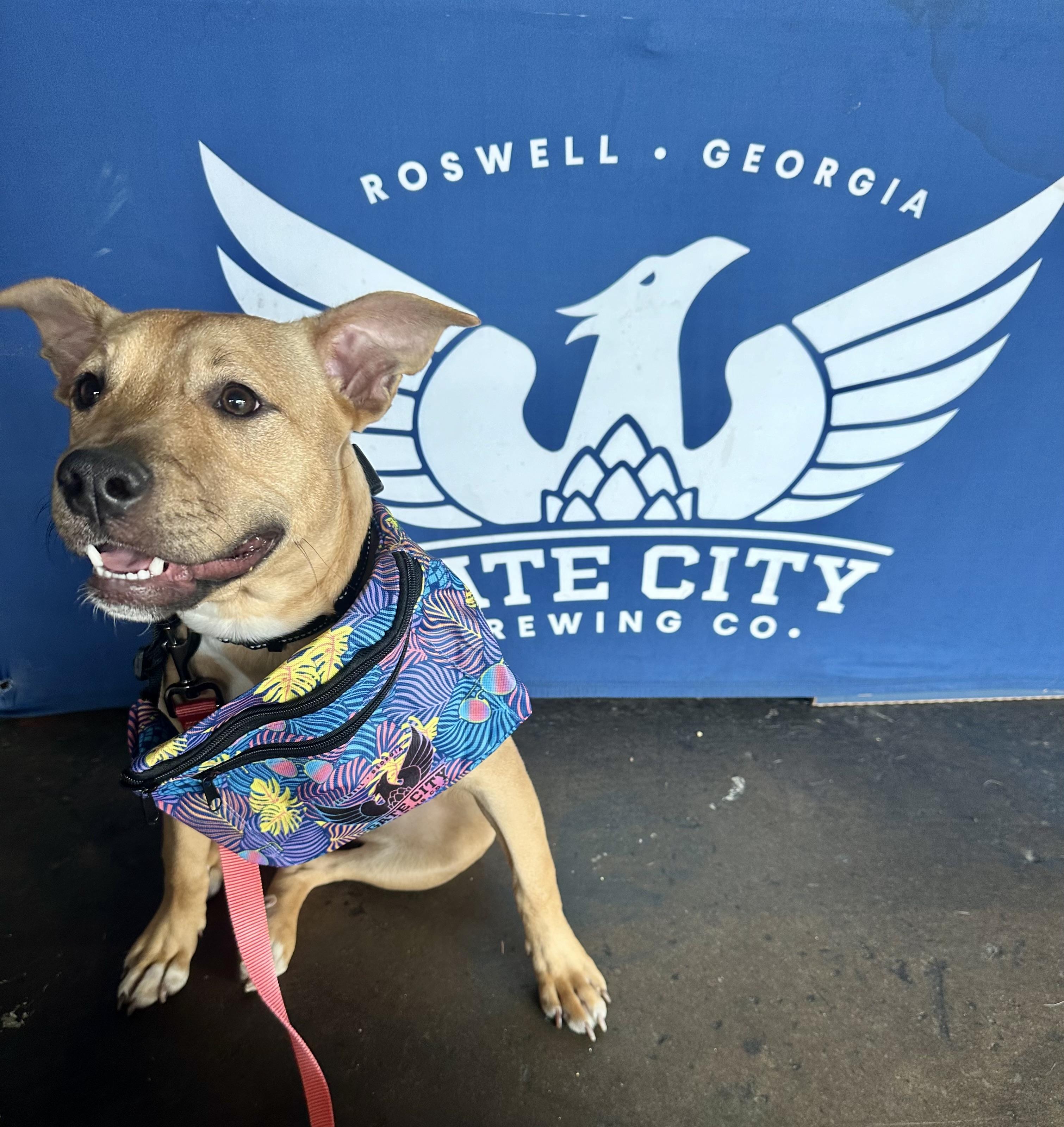 Enlarge Shelby, a Adoptable mixed breed in Winder, GA image 2/3