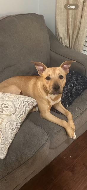 Enlarge Shelby, a Adoptable mixed breed in Winder, GA image 3/3