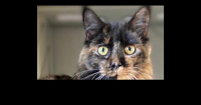 MAGGIE-LYNN, Adoptable, Adult Female Domestic Long Hair.
