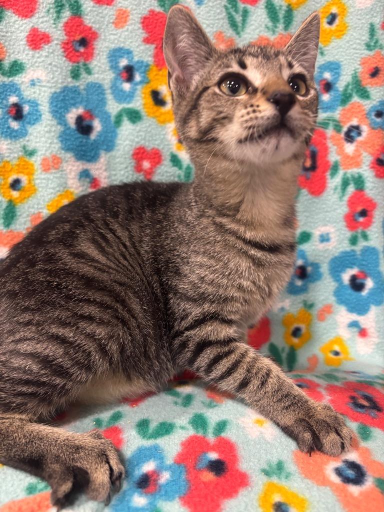 Enlarge Utopia, a Adopted mixed breed in Corpus Christi, TX image 1/1