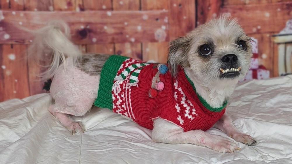 Enlarge Cindy Lou, a Adoptable mixed breed in Oakland, MI image 2/6